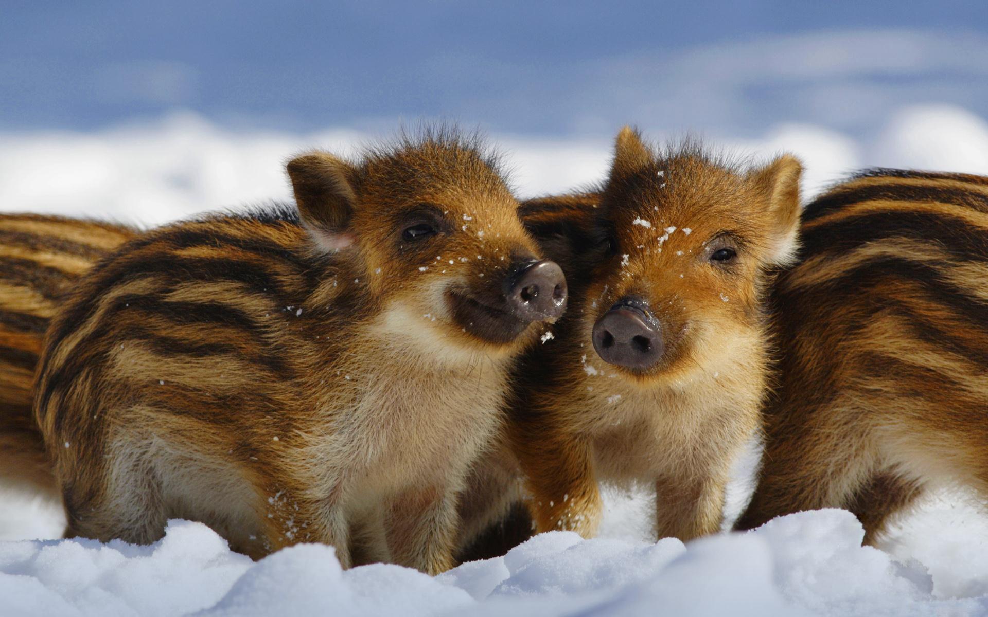 1920x1200 Wild Pigs Wallpaper