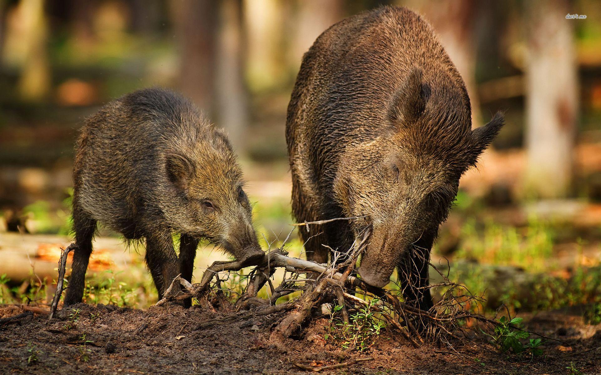 Wild Boar Wallpaper