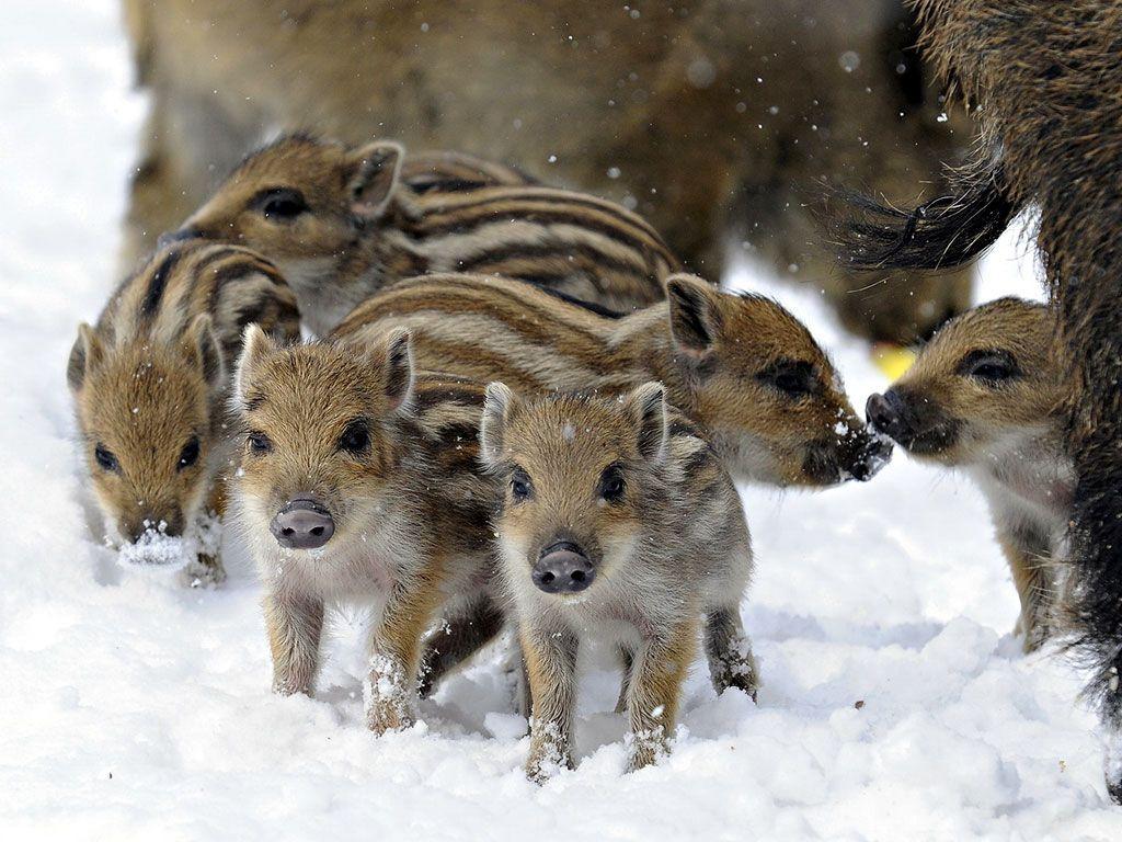 1024x768 Total cute overload boar piglet. Wild pig, Wild boar, Baby