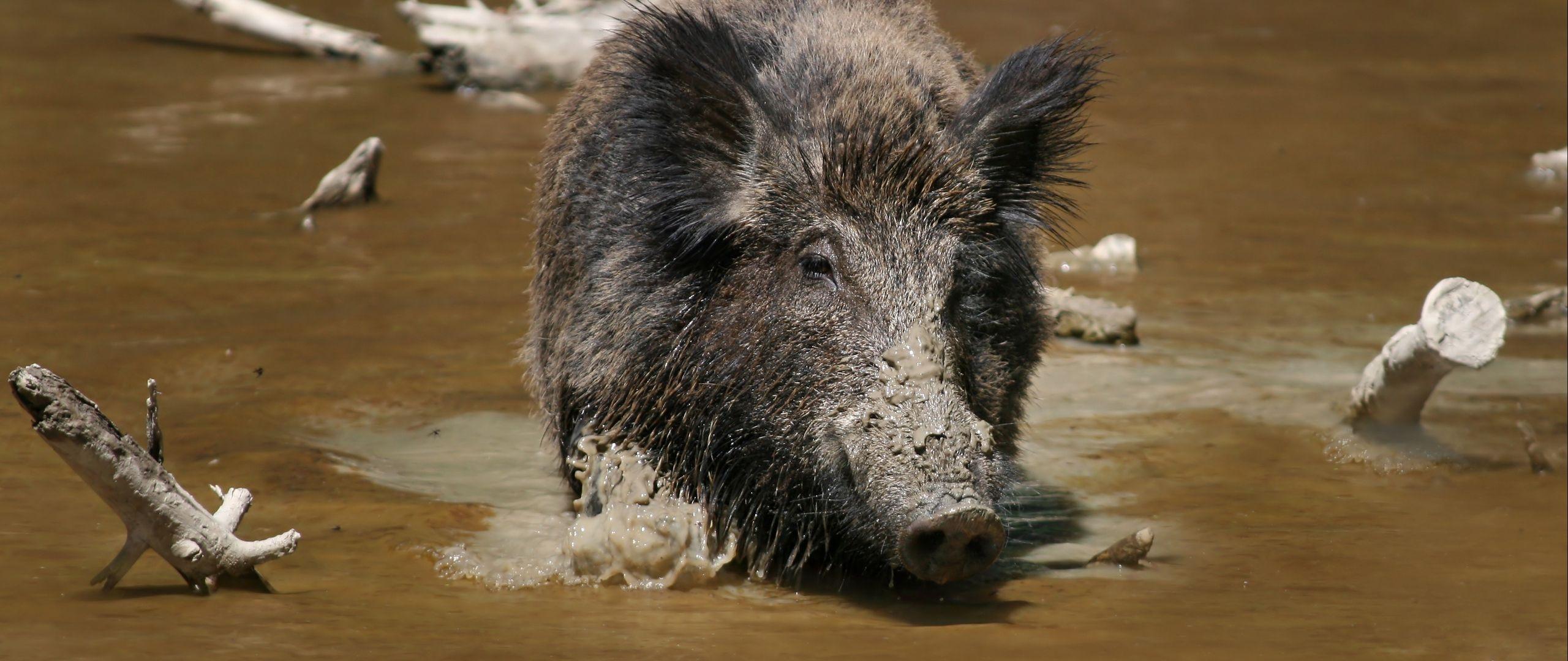 Wild Boar Wallpaper