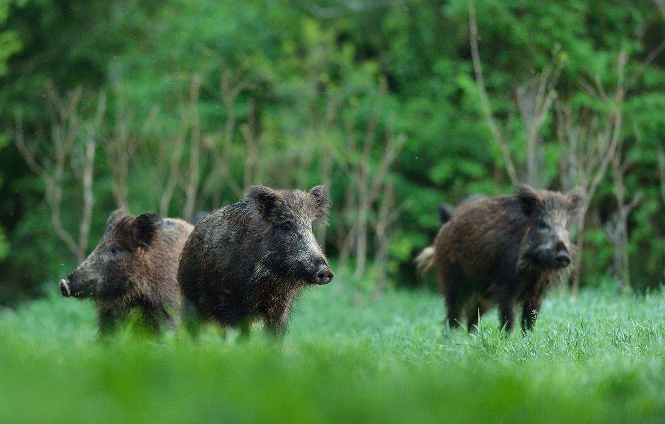 Wild Boar Wallpapers - Top Free Wild Boar Backgrounds - WallpaperAccess