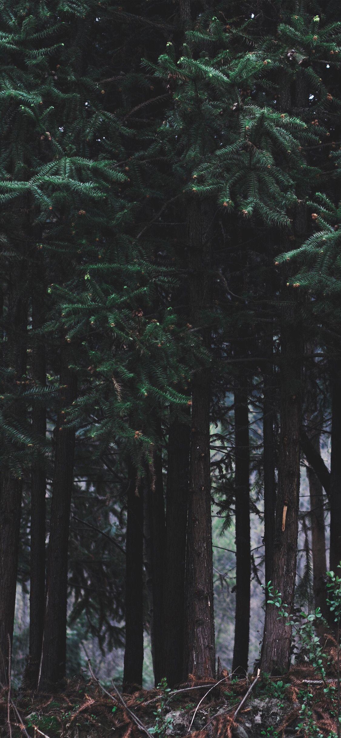 1125x2436 Dark Forest iPhone Wallpaper