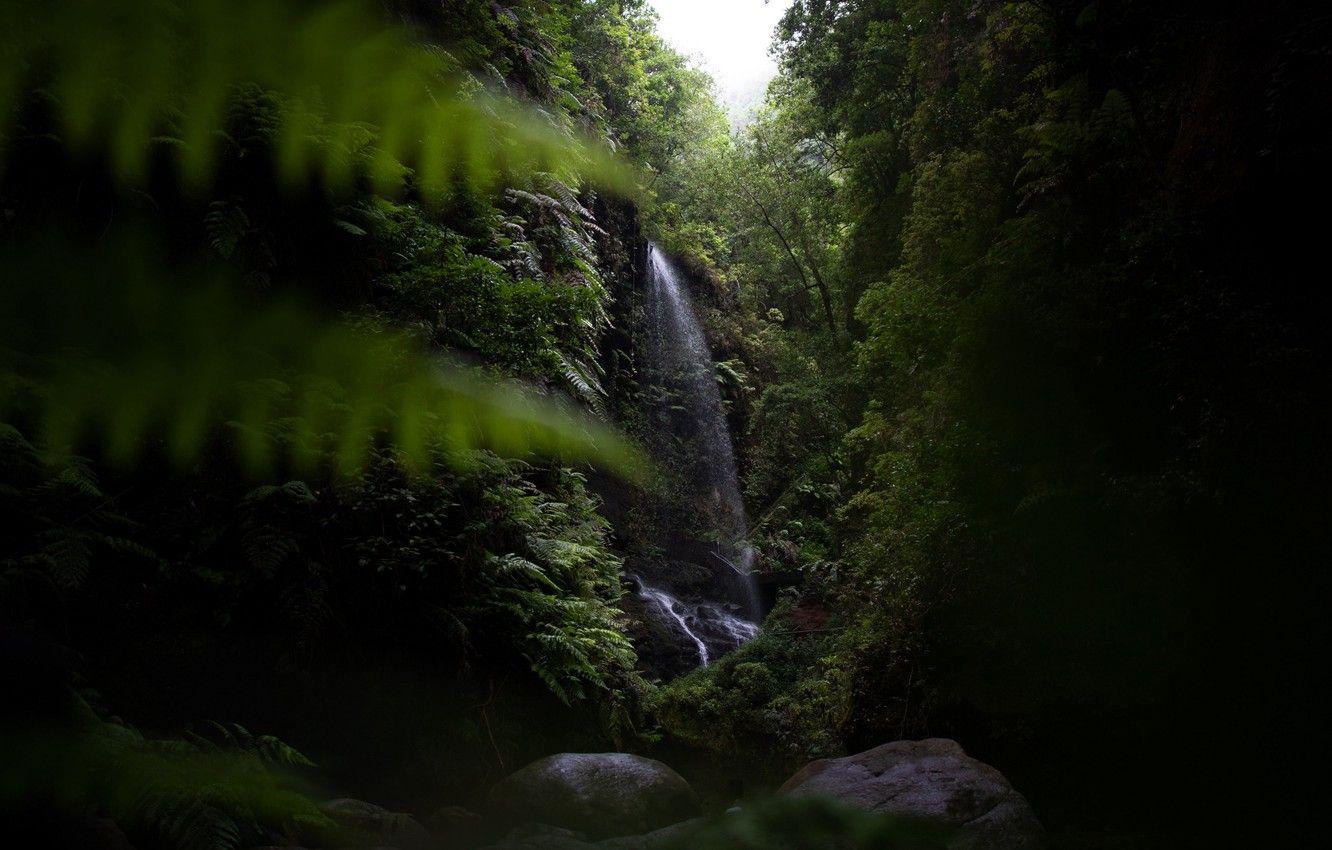 1332x850 Wallpaper dark, forest, trees, jungle, nature, rocks, waterfall
