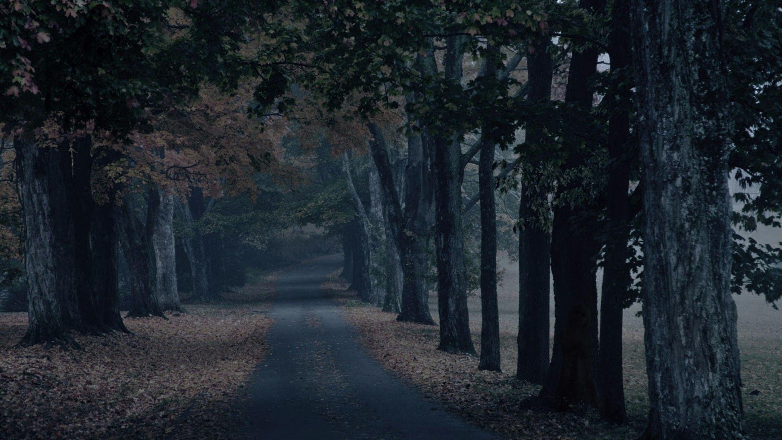 2560x1440 Dark Scary Forest Wallpaper