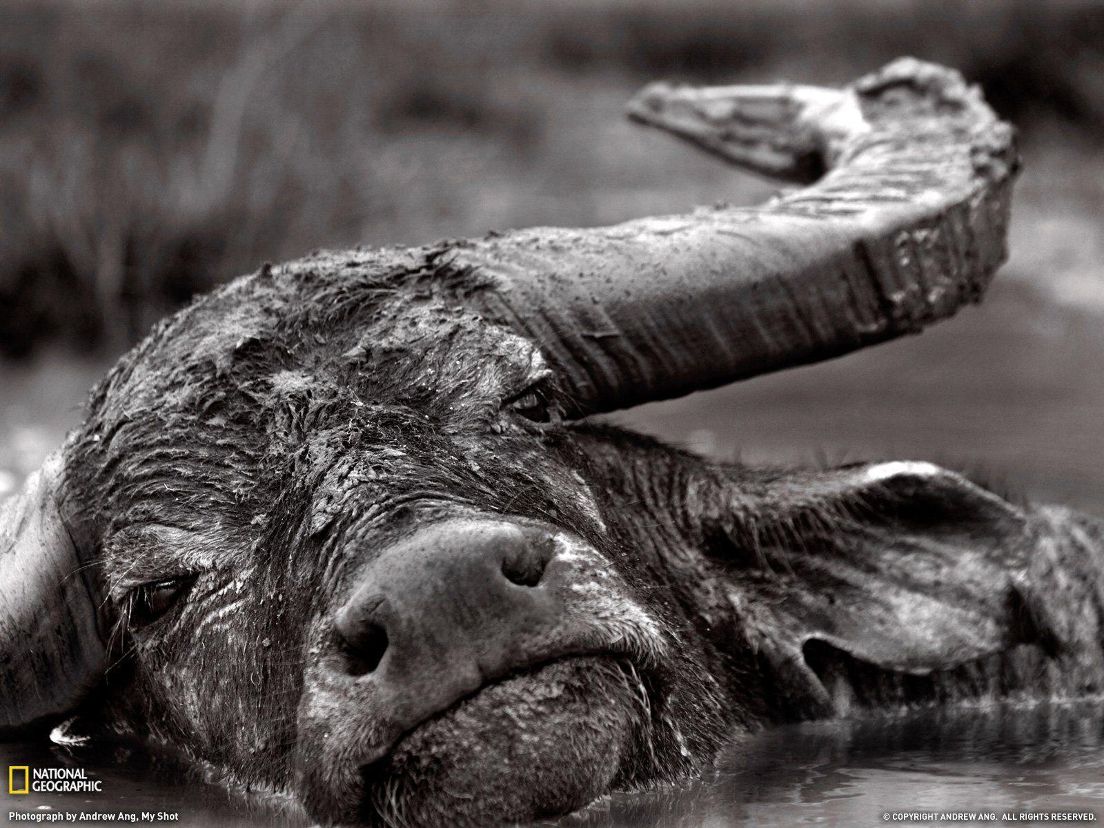 1600x1200 African Buffalo Wallpaper and Background Imagex1200