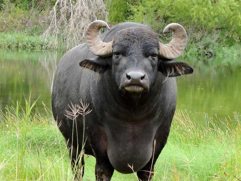 1024x768 Water Buffalo wallpaper, Animal, HQ Water Buffalo pictureK