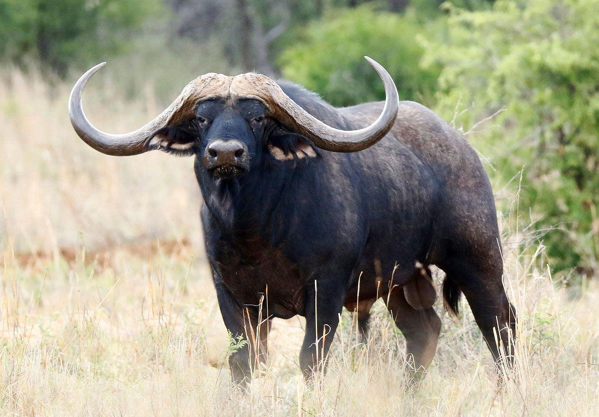 1208x842 African Buffalo wallpaper, Animal, HQ African Buffalo picture