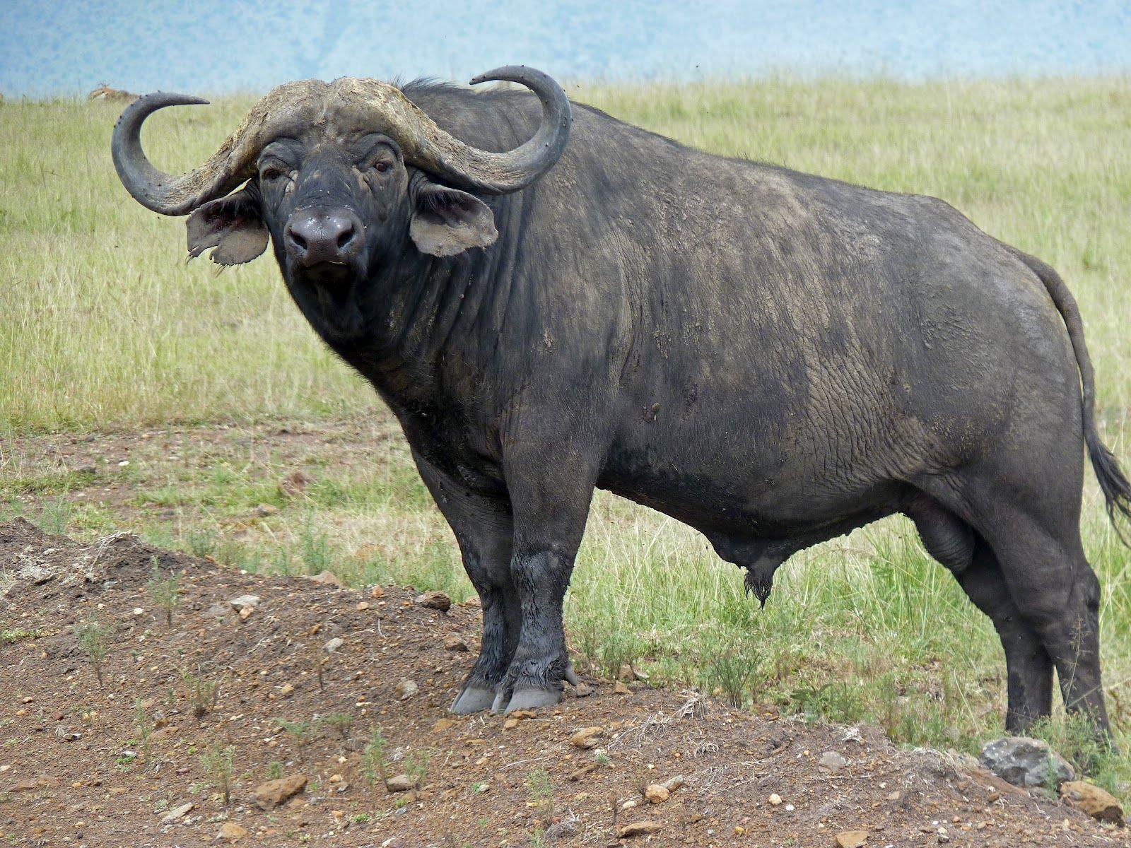 1600x1200 African Buffalo wallpaper, Animal, HQ African Buffalo picture