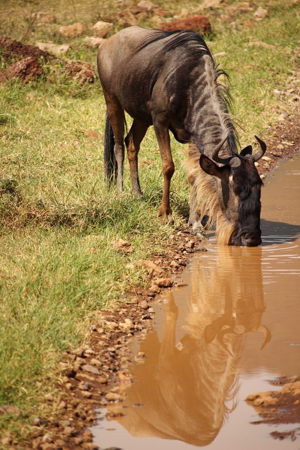 1000x1500 Gnu Picture. Download Free Image