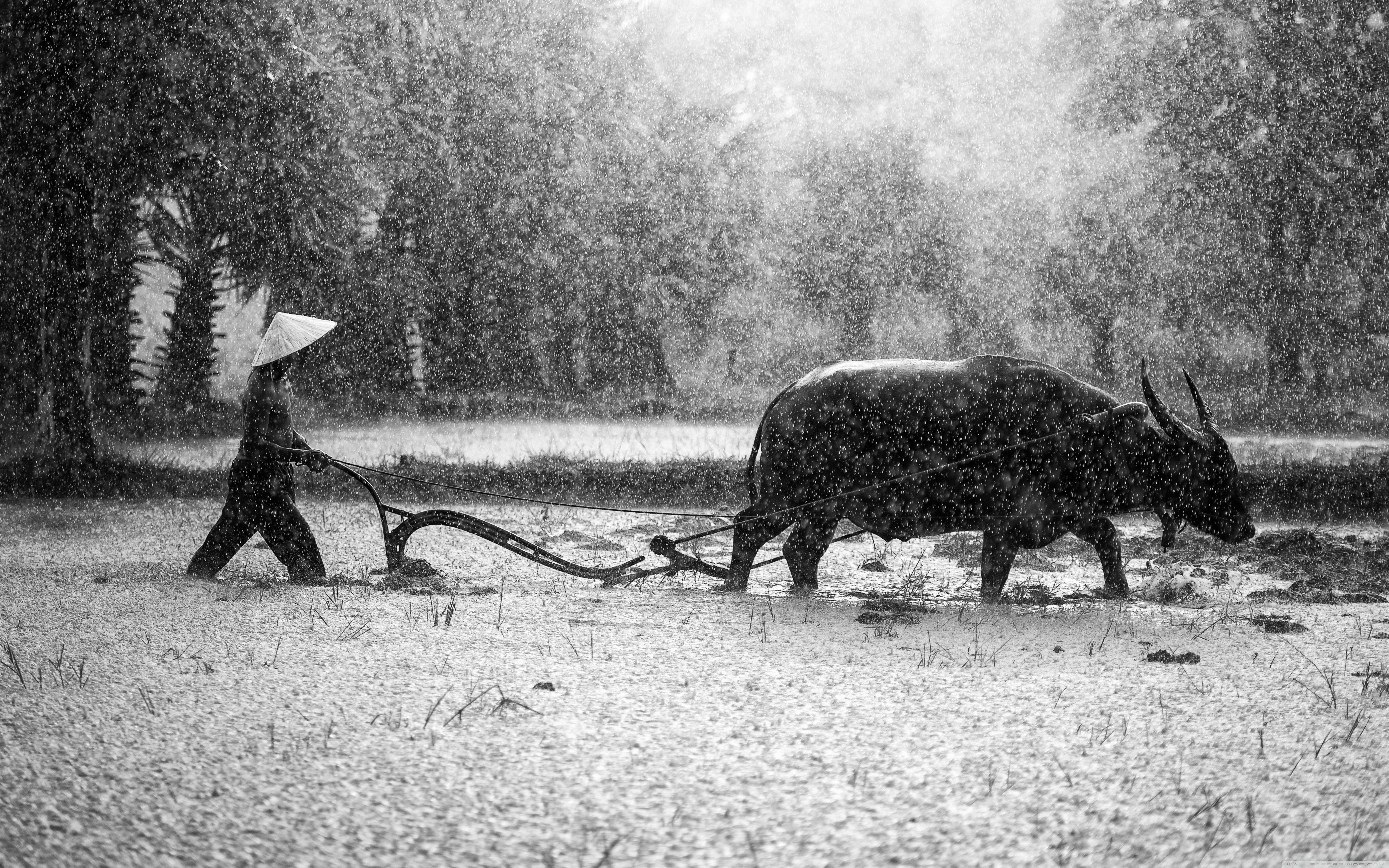 5120x3200 Water Buffalo Ploughing Rice Fields Ultra HD Desktop Background