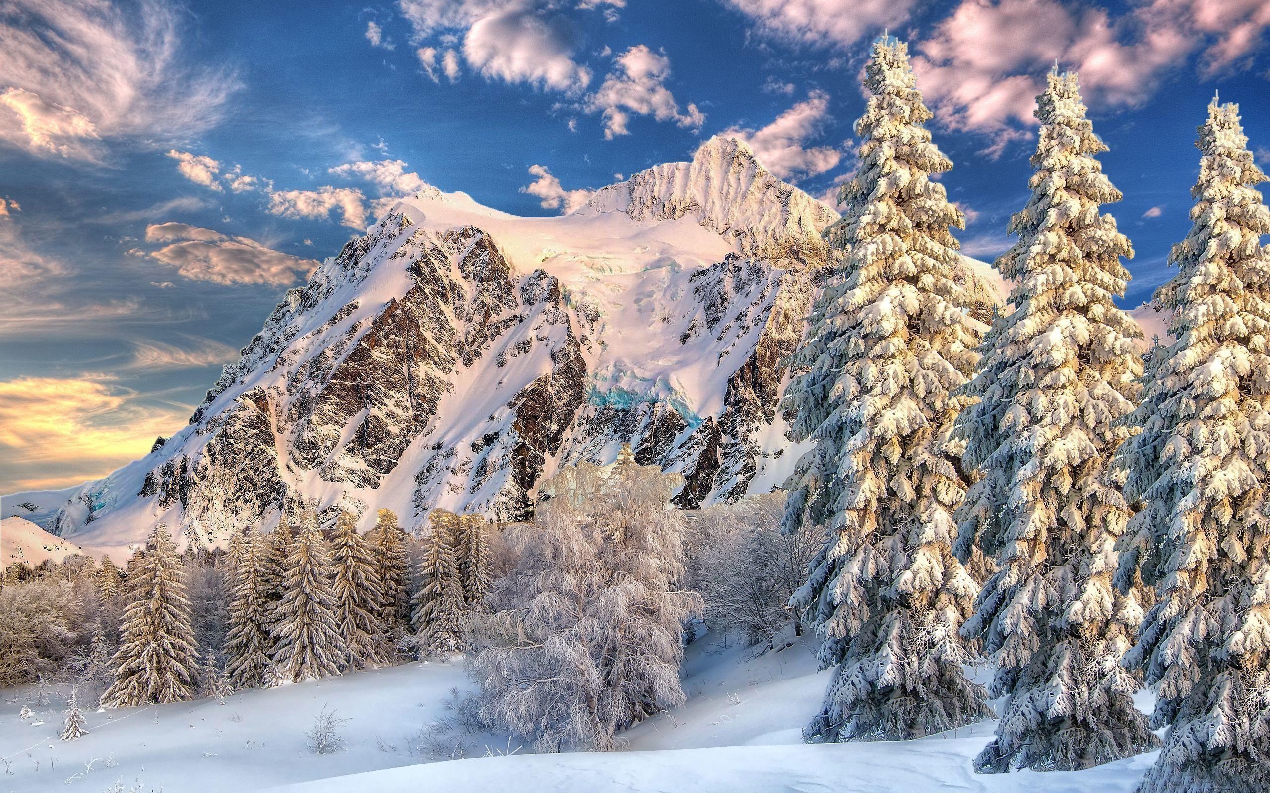 2560x1600 Download 2560x1600 Mountain Forest Snow Winter Wide Wallpaper