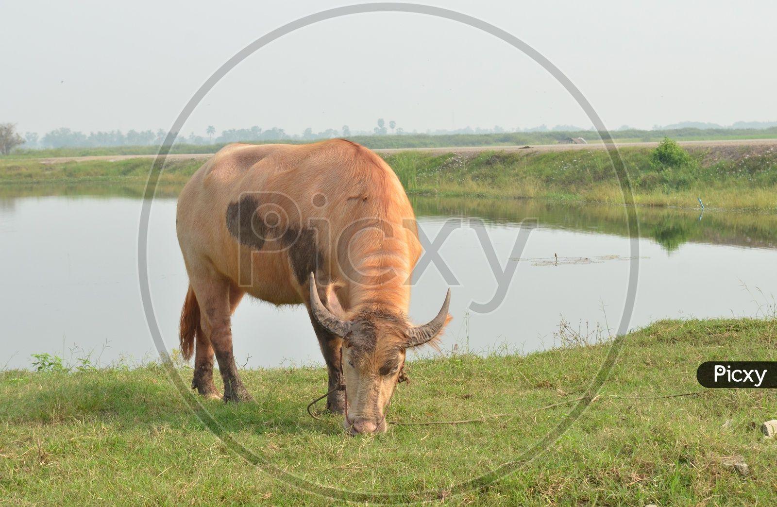 1600x1044 Albino Buffalo Or White Buffalo Grazing Grass OQ307380 Picxy