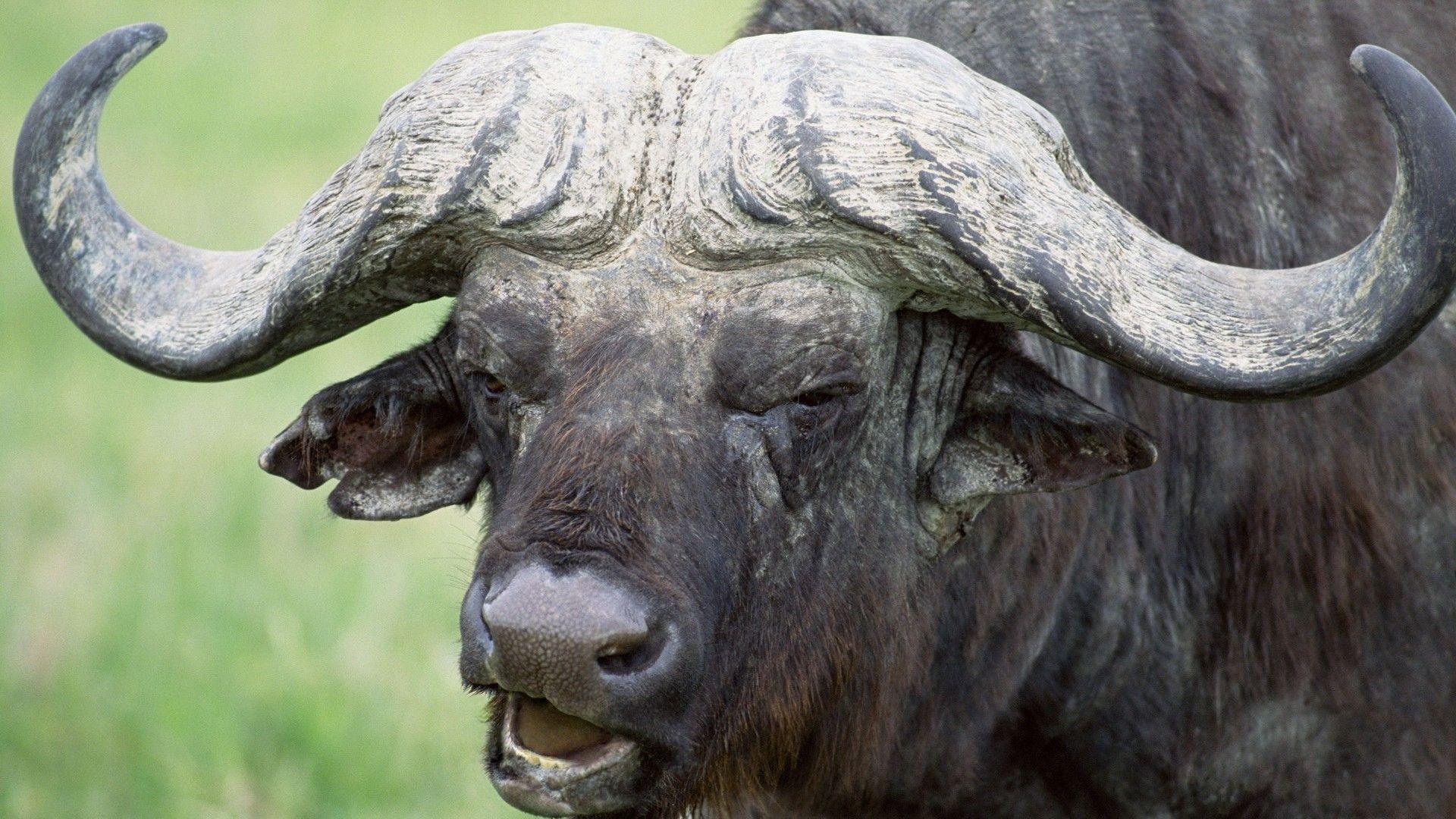1920x1080 Wallpaper buffalo, horns, head, animal