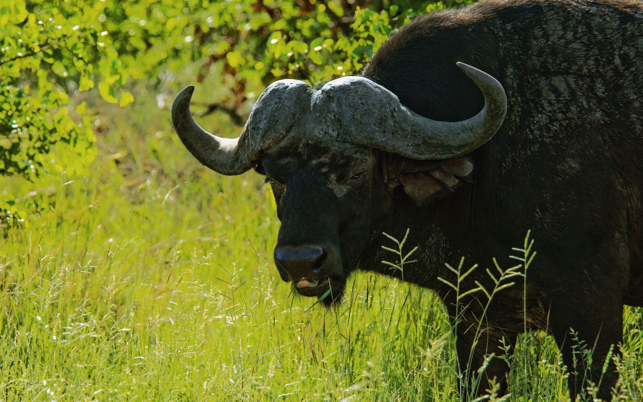 2560x1600 African Buffalo HD Wallpaper