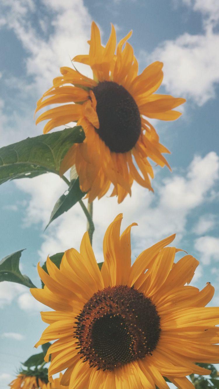 750x1334 Like Reblog If Saving Wallpaper Tumblr Sunflower