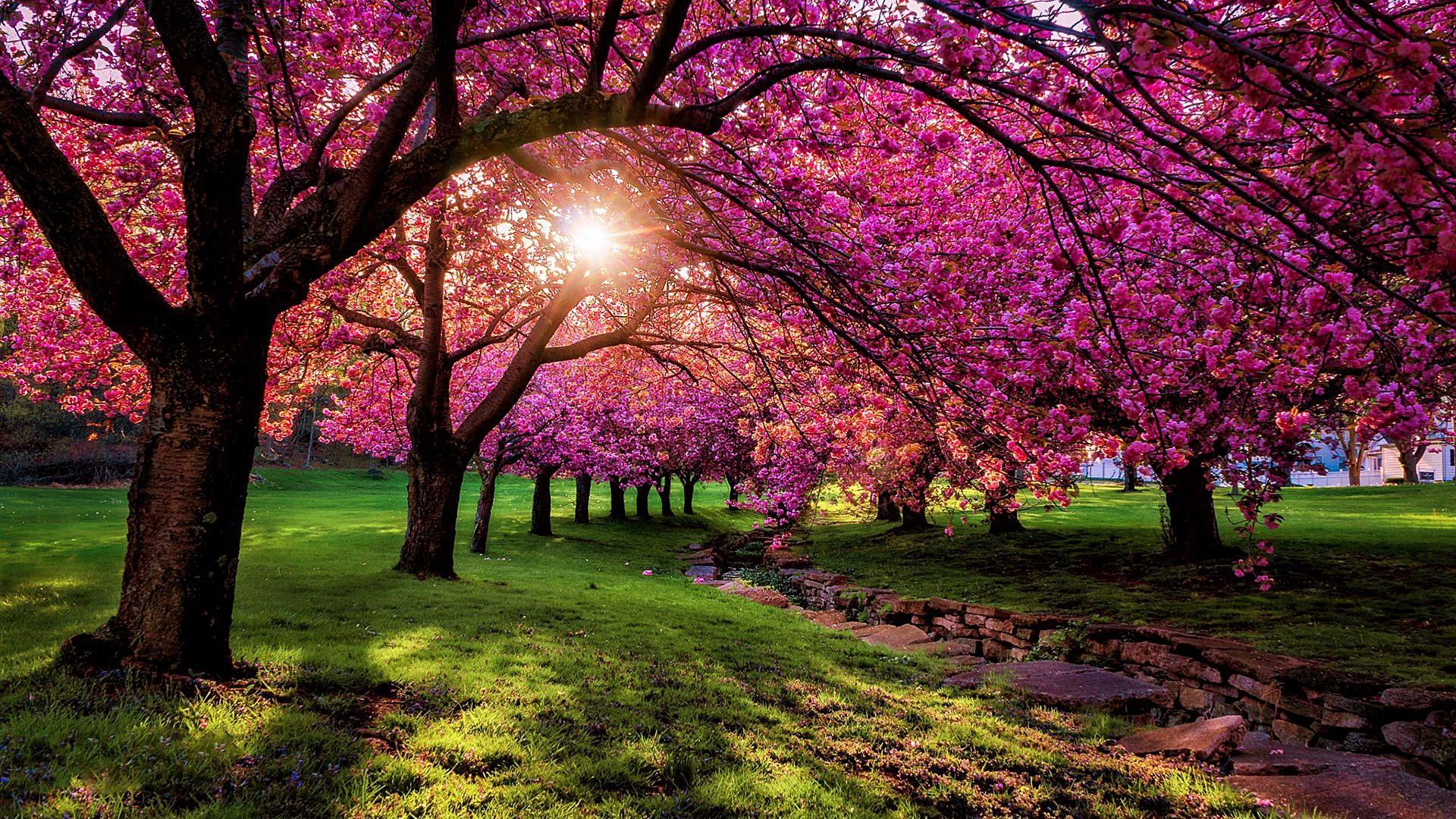 Spring Scenery Wallpaper 1080P / Most Beautiful Spring Wallpapers Top