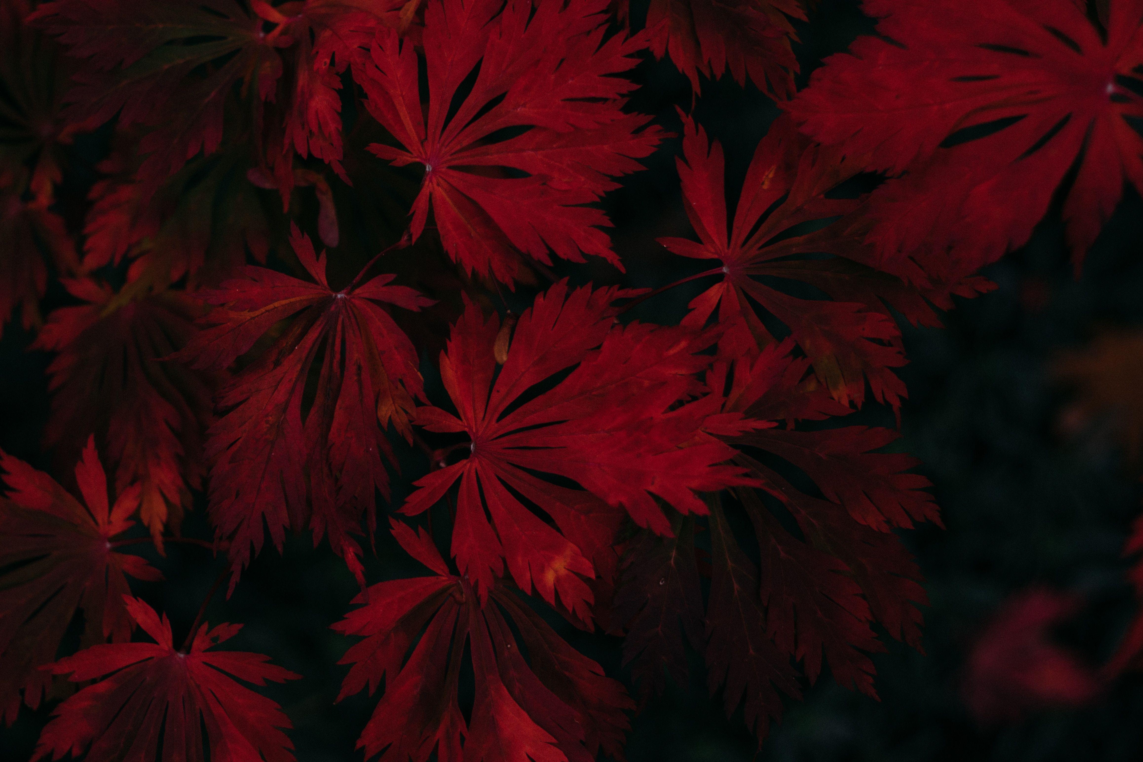 4633x3089 Wallpaper Leaves, Red, Black, Dark, Plant Leaf Wallpaper HD