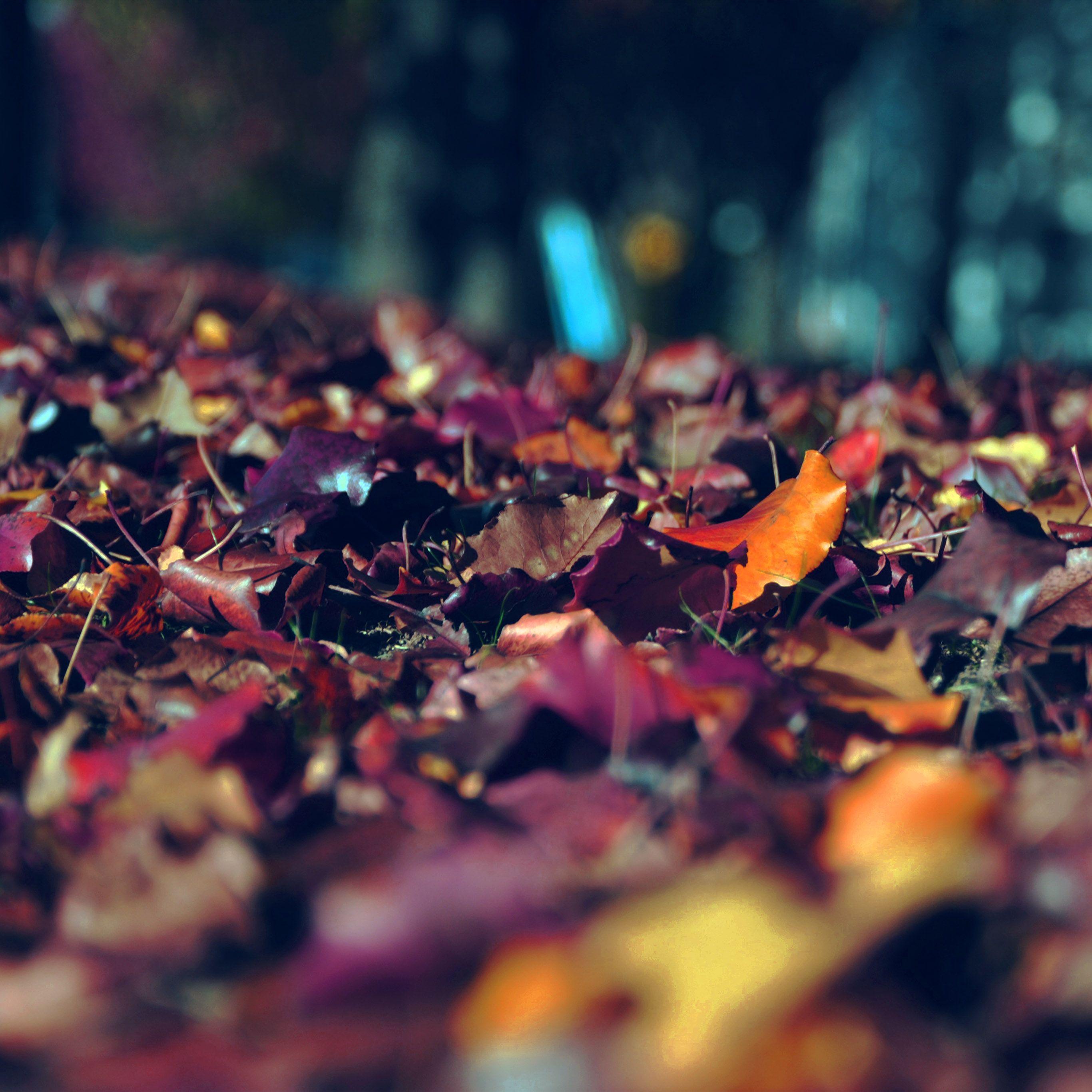 Dark Autumn Wallpapers - Top Free Dark Autumn Backgrounds - WallpaperAccess