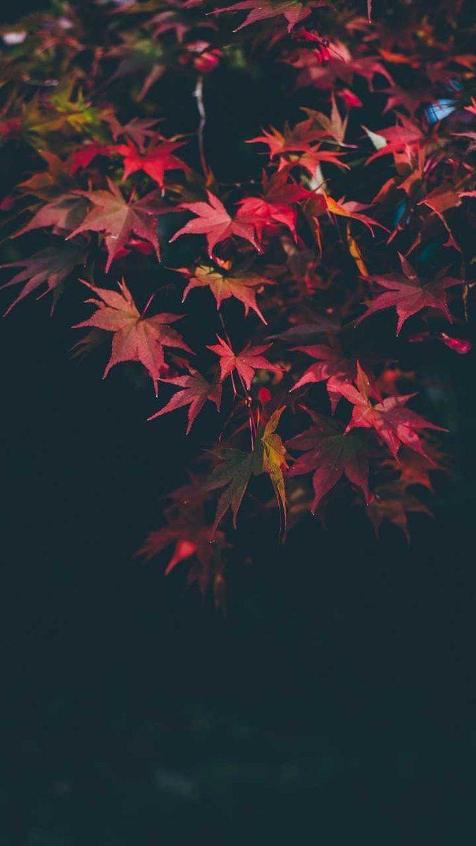 Dark Autumn Wallpapers Top Free Dark Autumn Backgrounds WallpaperAccess