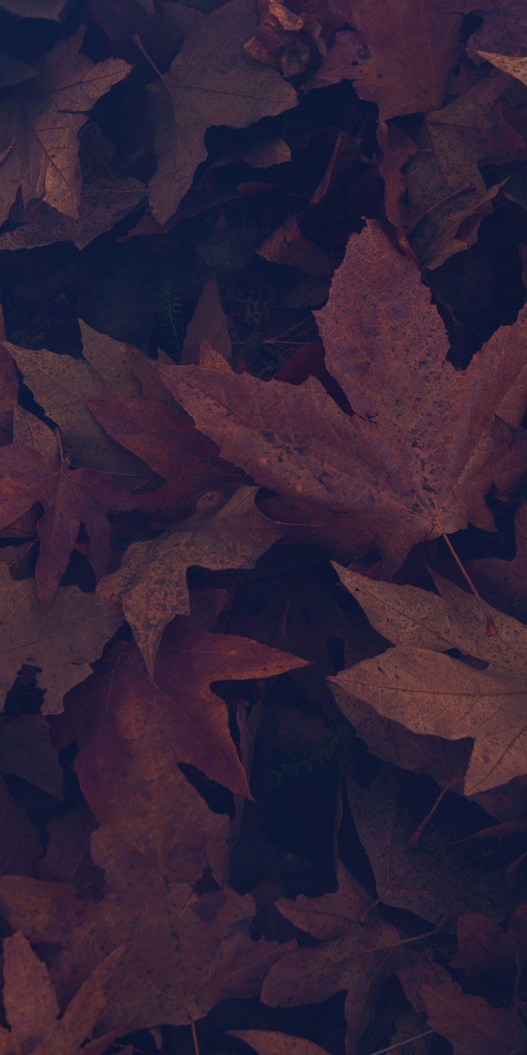 Dark Brown Leaves Wallpapers - Top Free Dark Brown Leaves Backgrounds