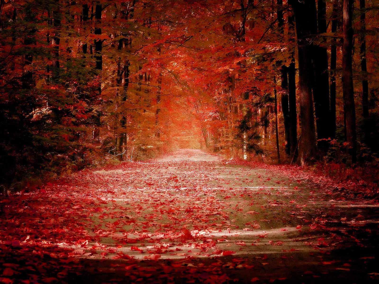 1600x1200 Dark Autumn Leaves Background, Download Wallpaper