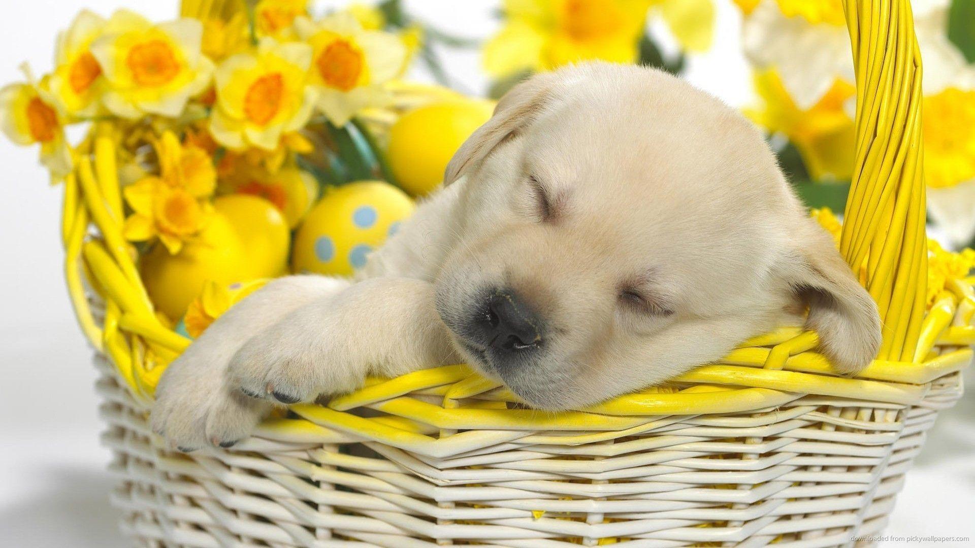1920x1080 Easter Wallpaper with Cute Animals