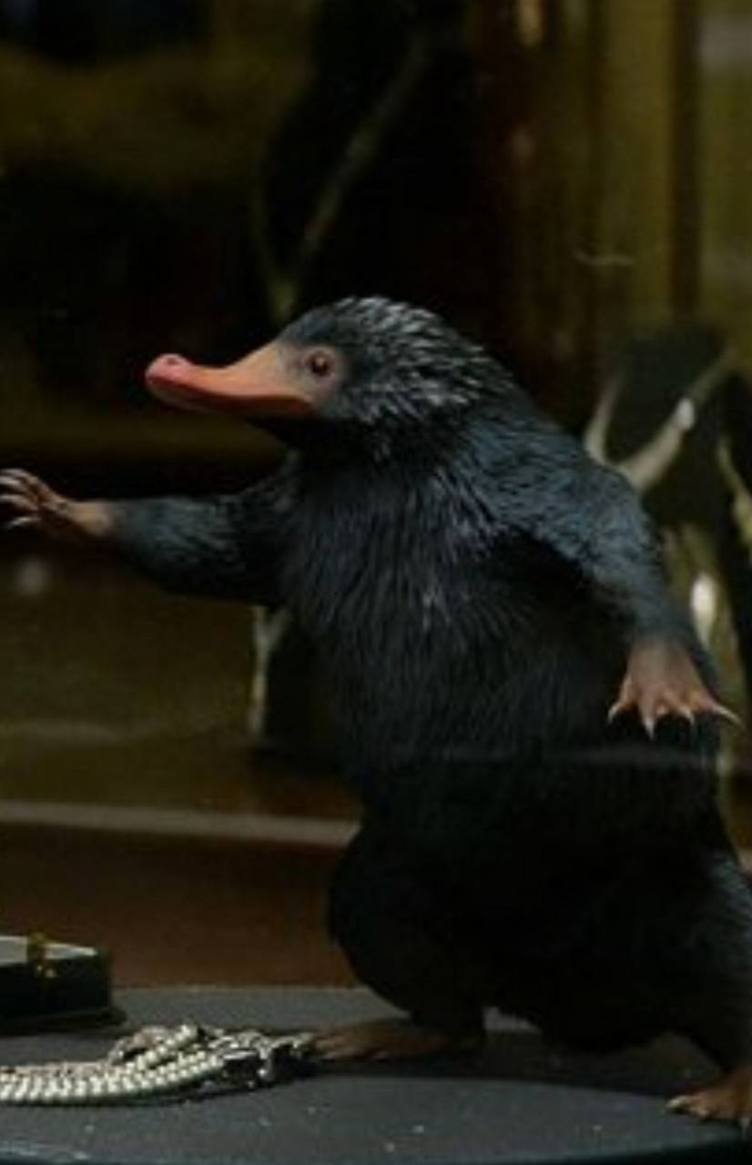 826x1280 Niffler wallpaper