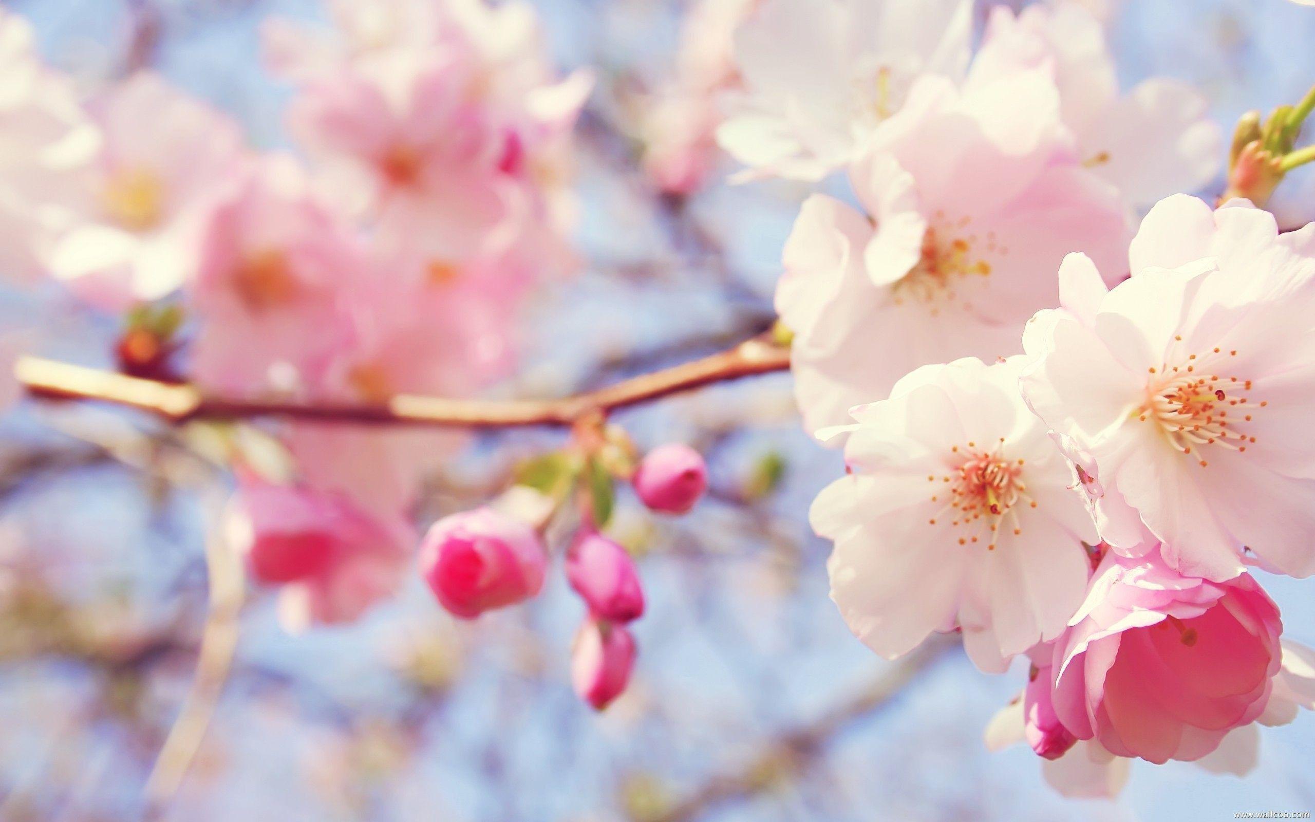 2560x1600 Light Pink Flower Wallpaper
