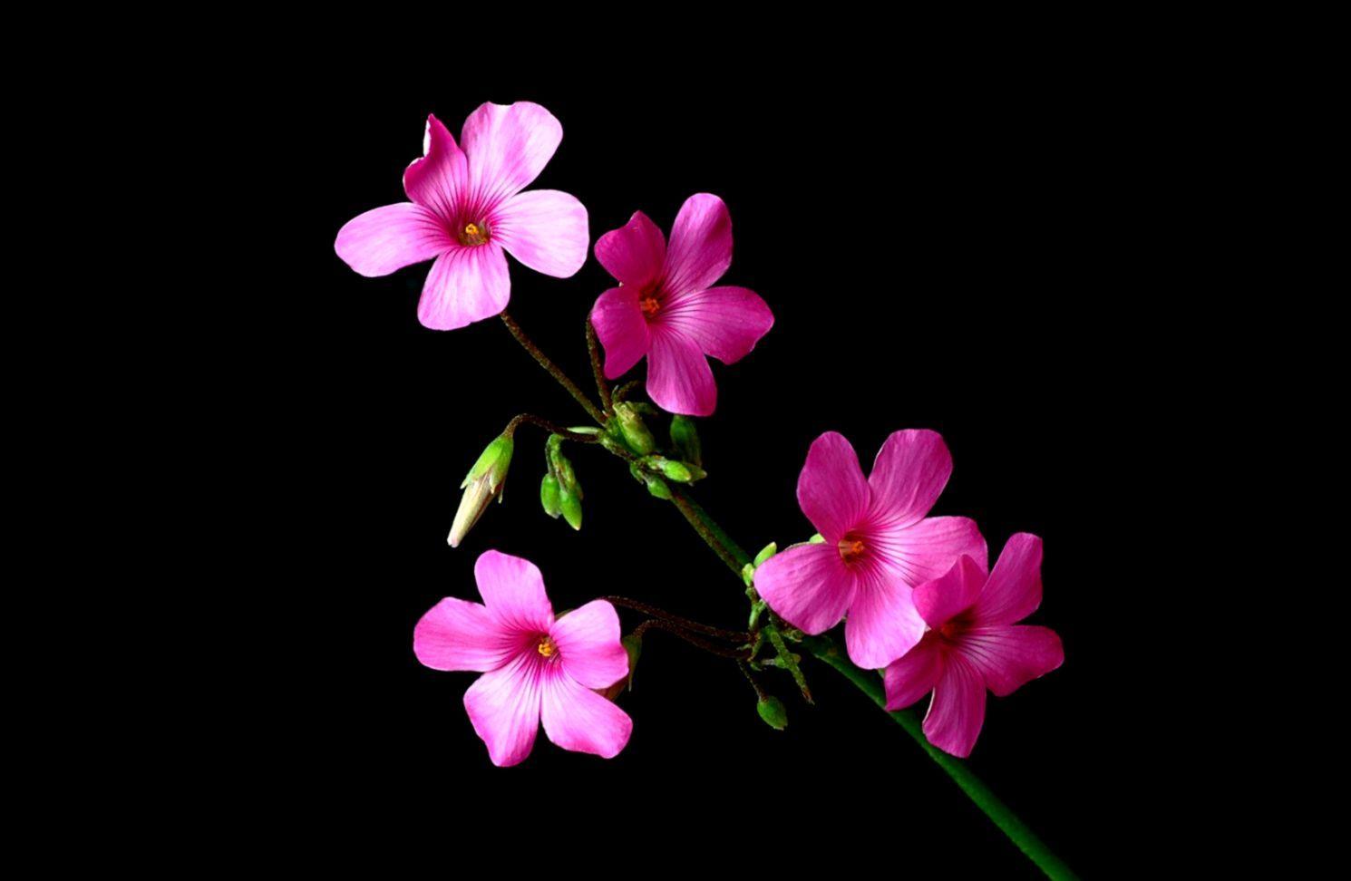 Dark Pink Flower Wallpapers - Top Free Dark Pink Flower Backgrounds -  WallpaperAccess