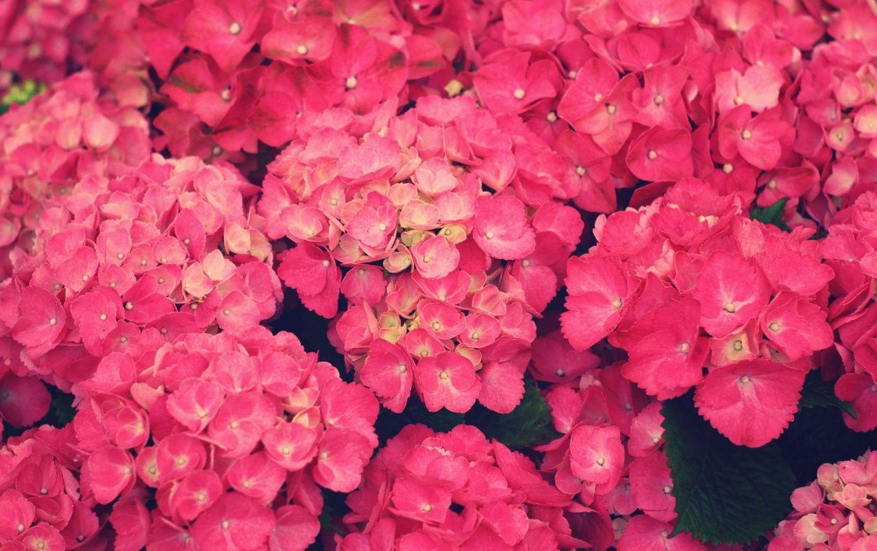 1280x804 Pink Flowers wallpaper. Pink Flowers