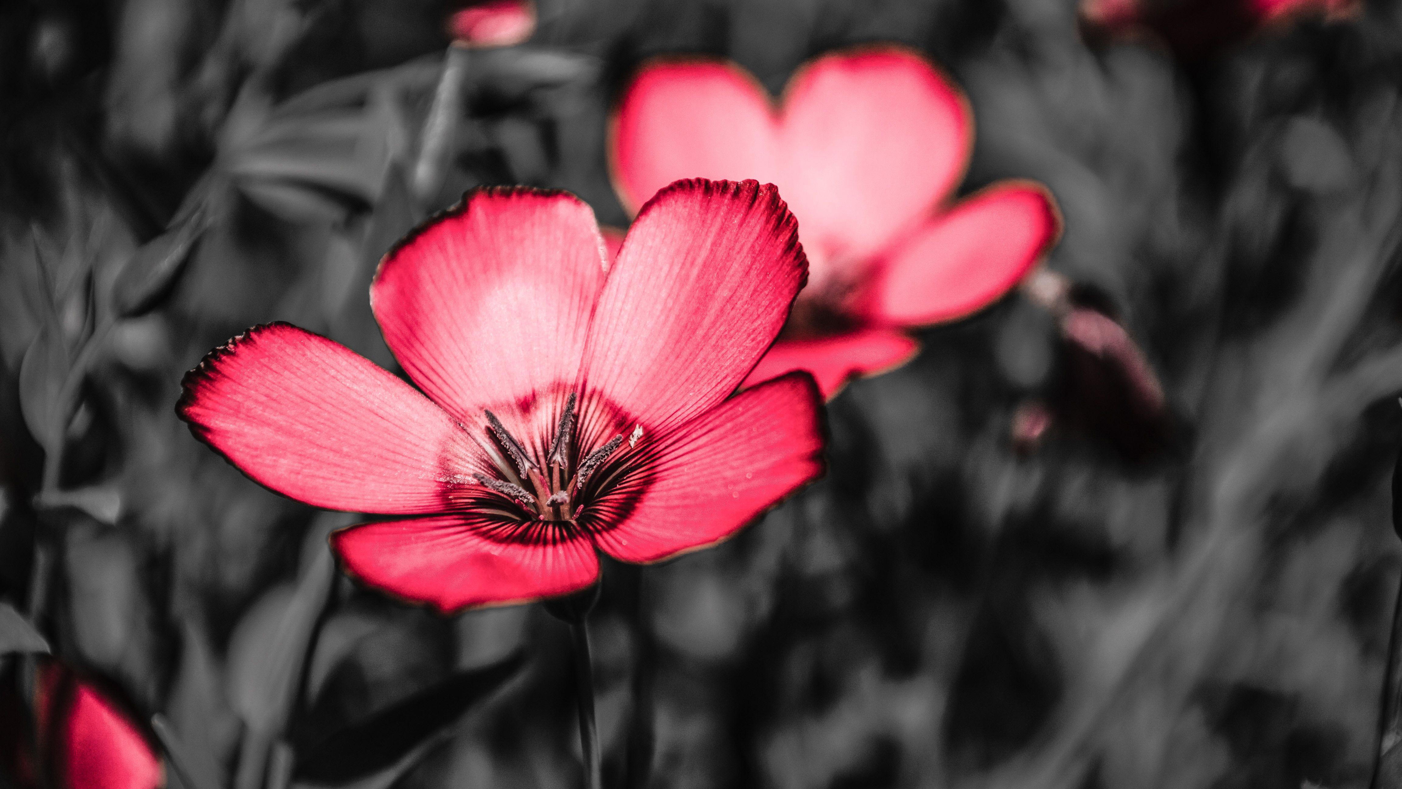 4608x2592 Pink Flowers 4k Wallpaperpink Flowers 4k Wallpaper Flower