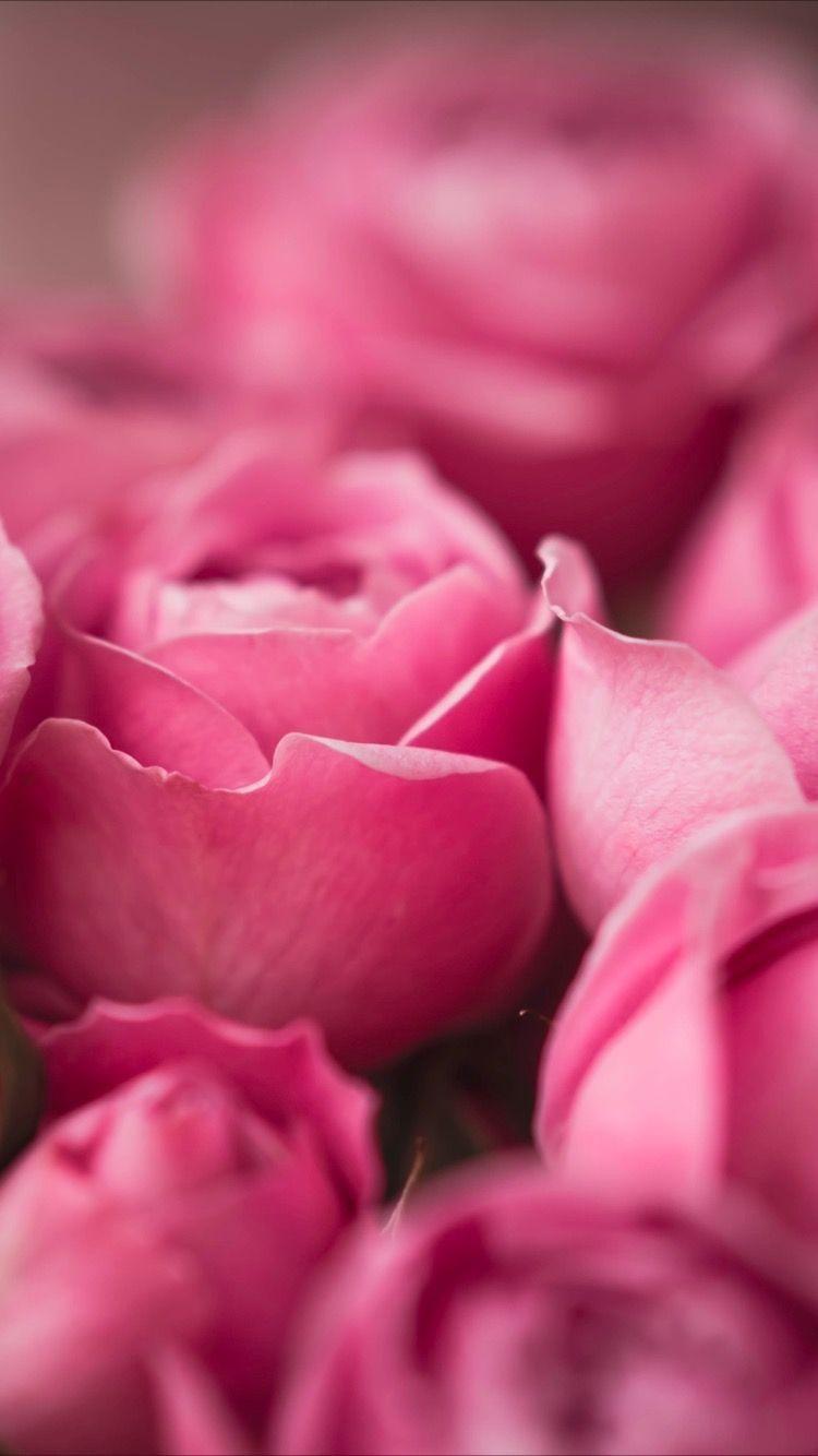 750x1334 Beautiful Pink Flowers Wallpaper Pink Rose Flowers