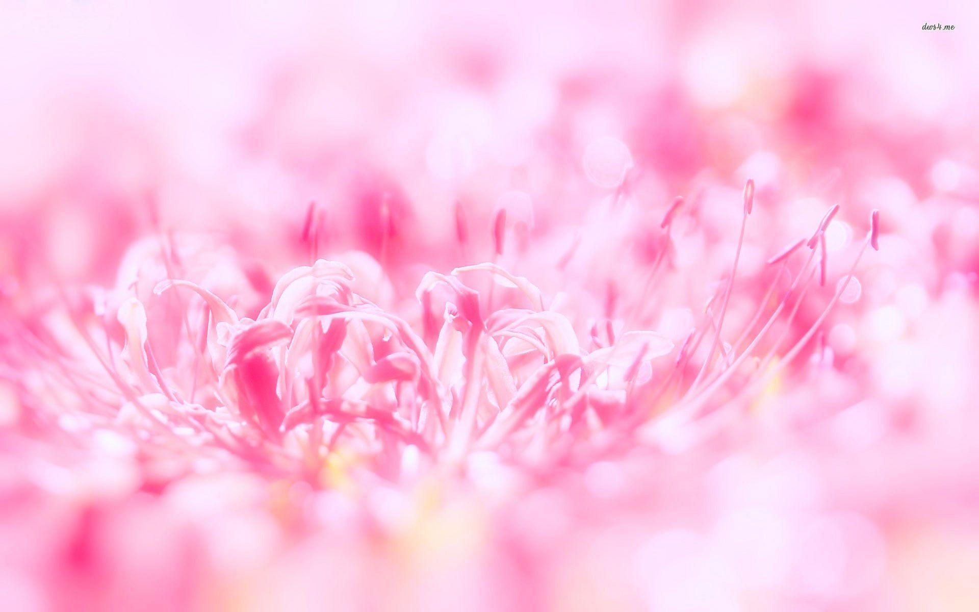 1920x1200 Pink Flowers Wallpaper FREE Picture