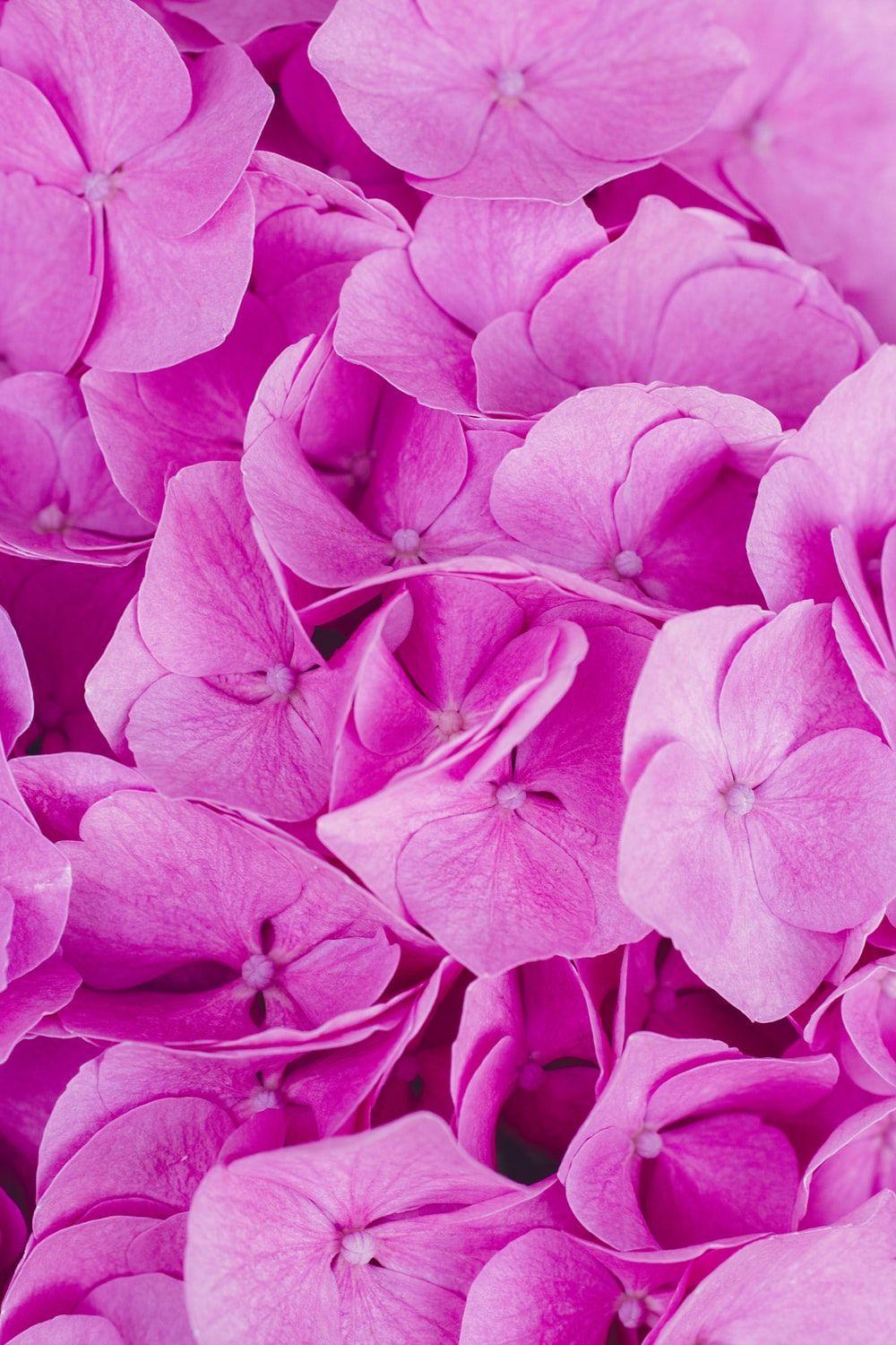 1000x1500 person showing pink flowers photo