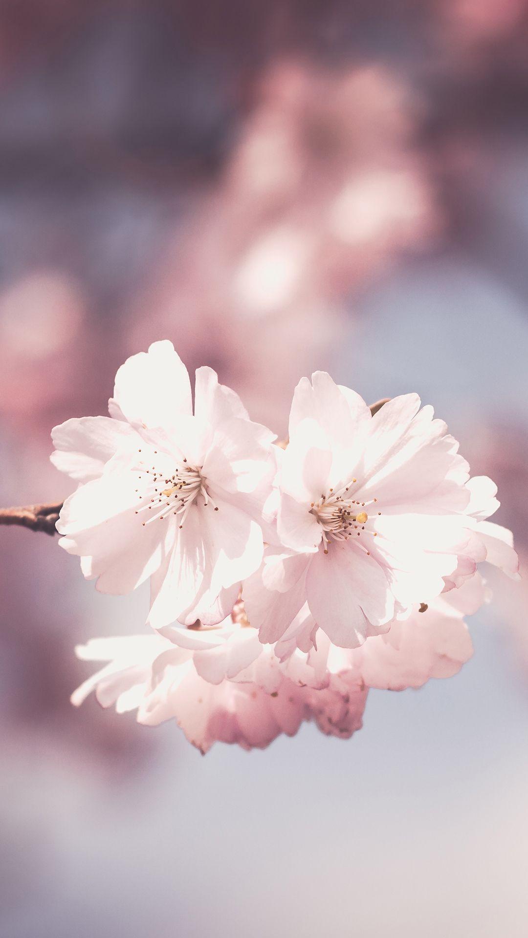 1080x1920 Pink Flowers Phone Wallpaper iPhone Wallpaper HD