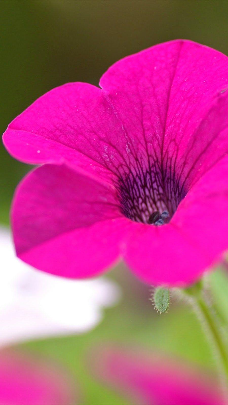 900x1600 Flower Wallpaper iPhone Flowers Wallpaper For iPhone 6