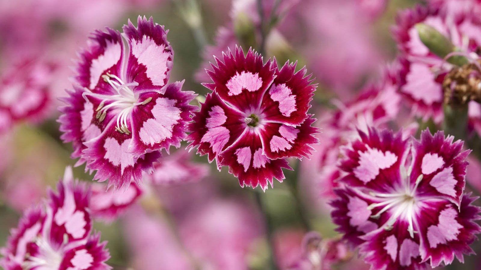1600x900 Free download wallpaper Pink Flowers Wallpaper [1600x1000]