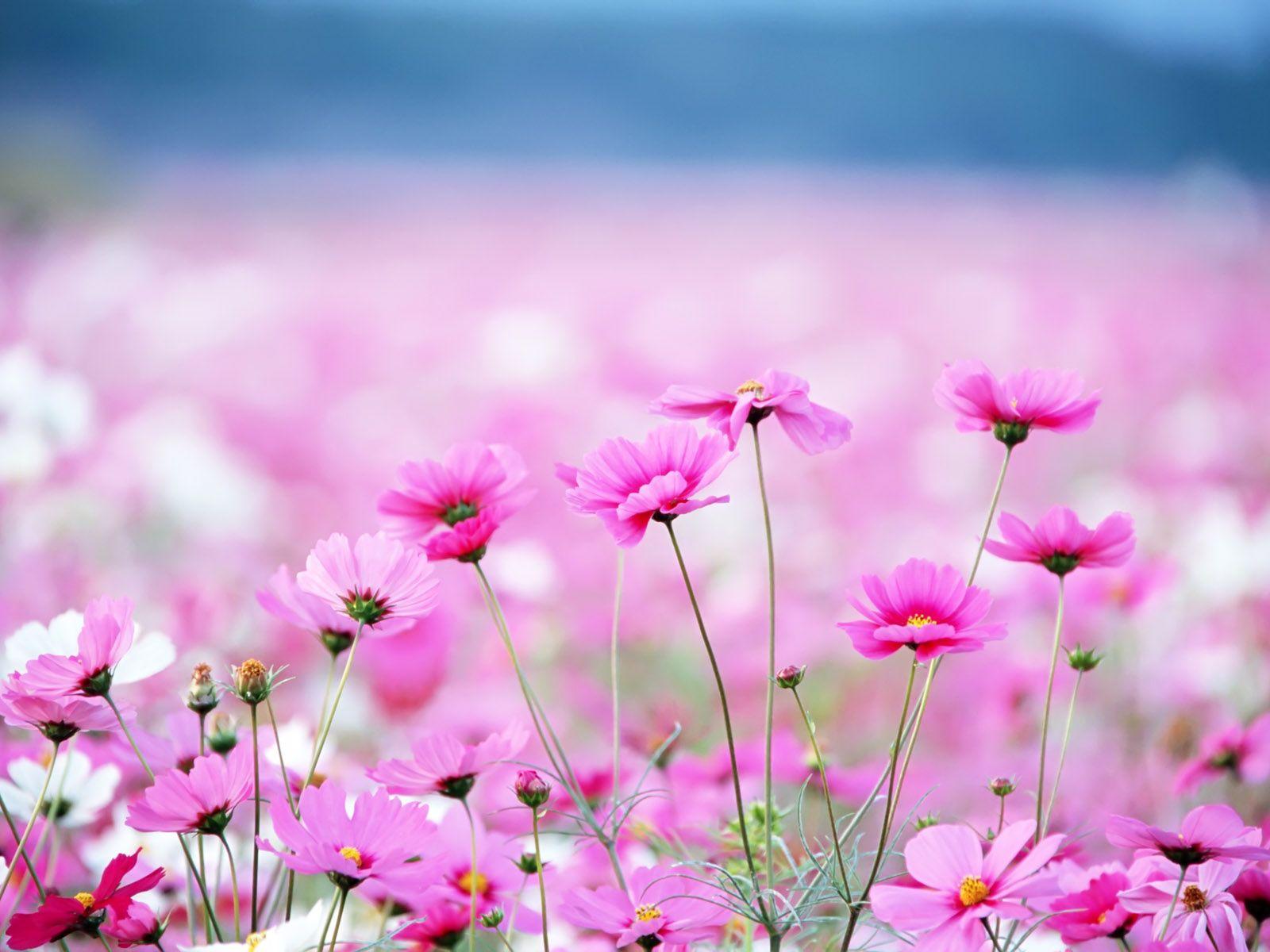 1600x1200 Pink Flowers Wallpaper wallpaper
