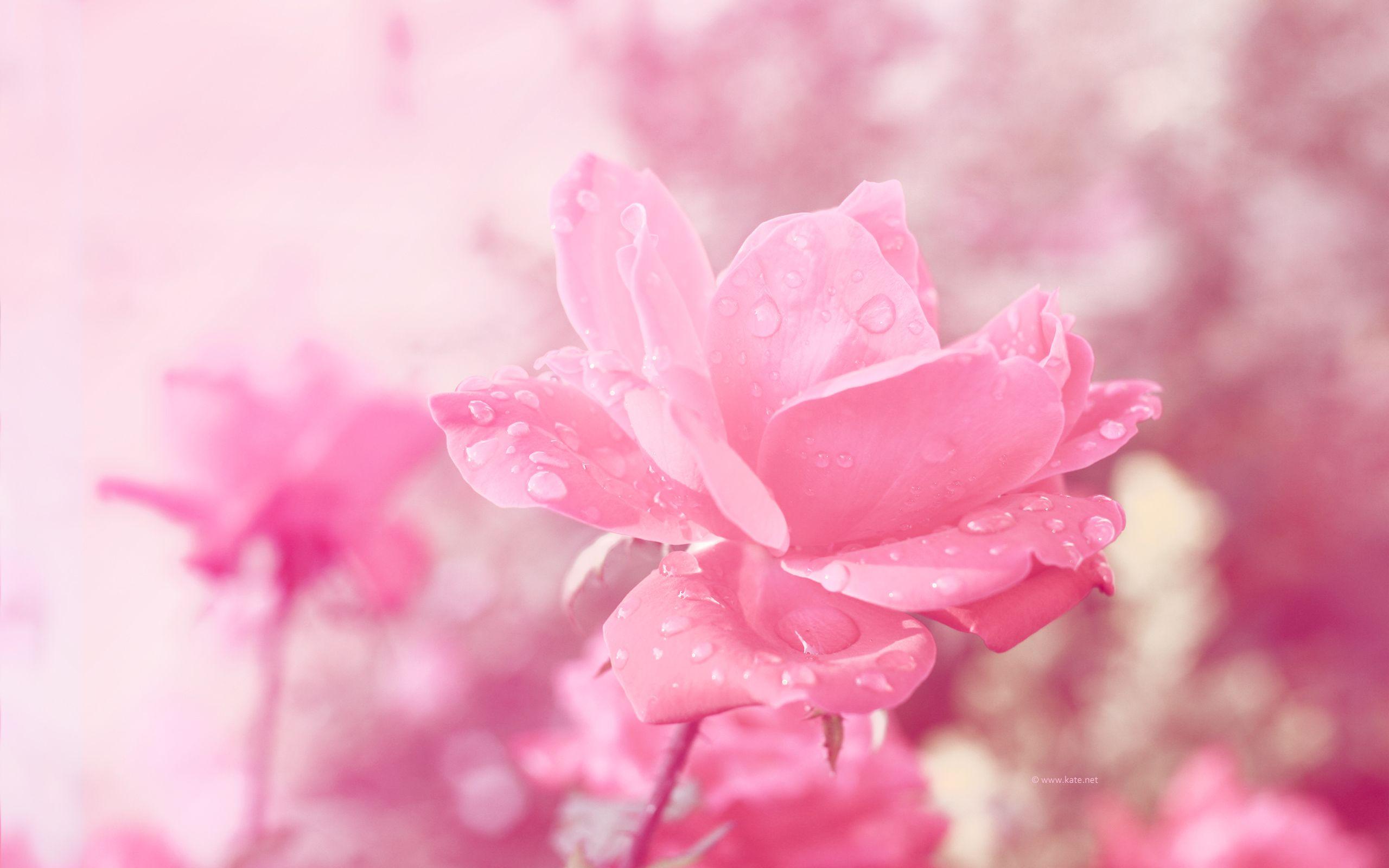 2560x1600 Flower Wallpaper, Flower Background on