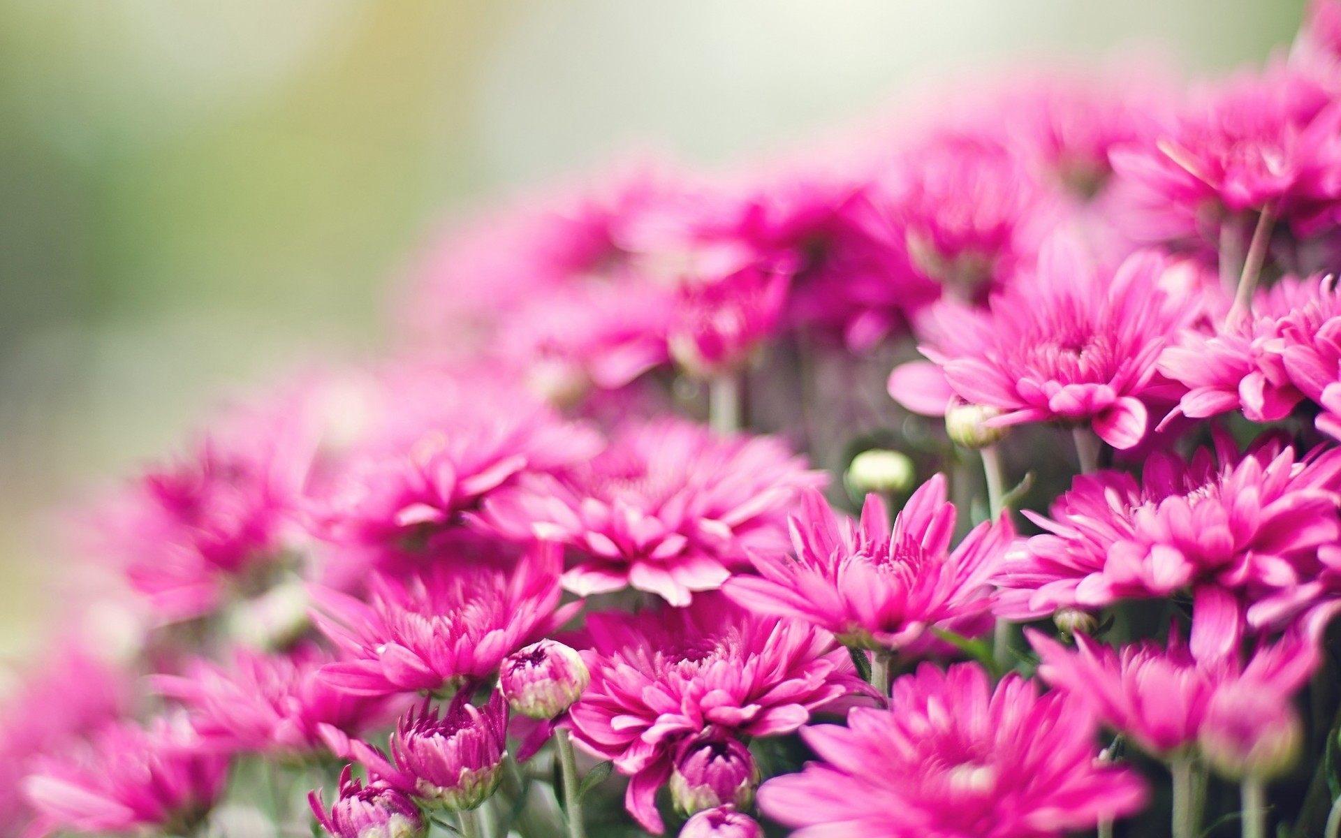 1920x1200 Free Pink Flower Wallpaper