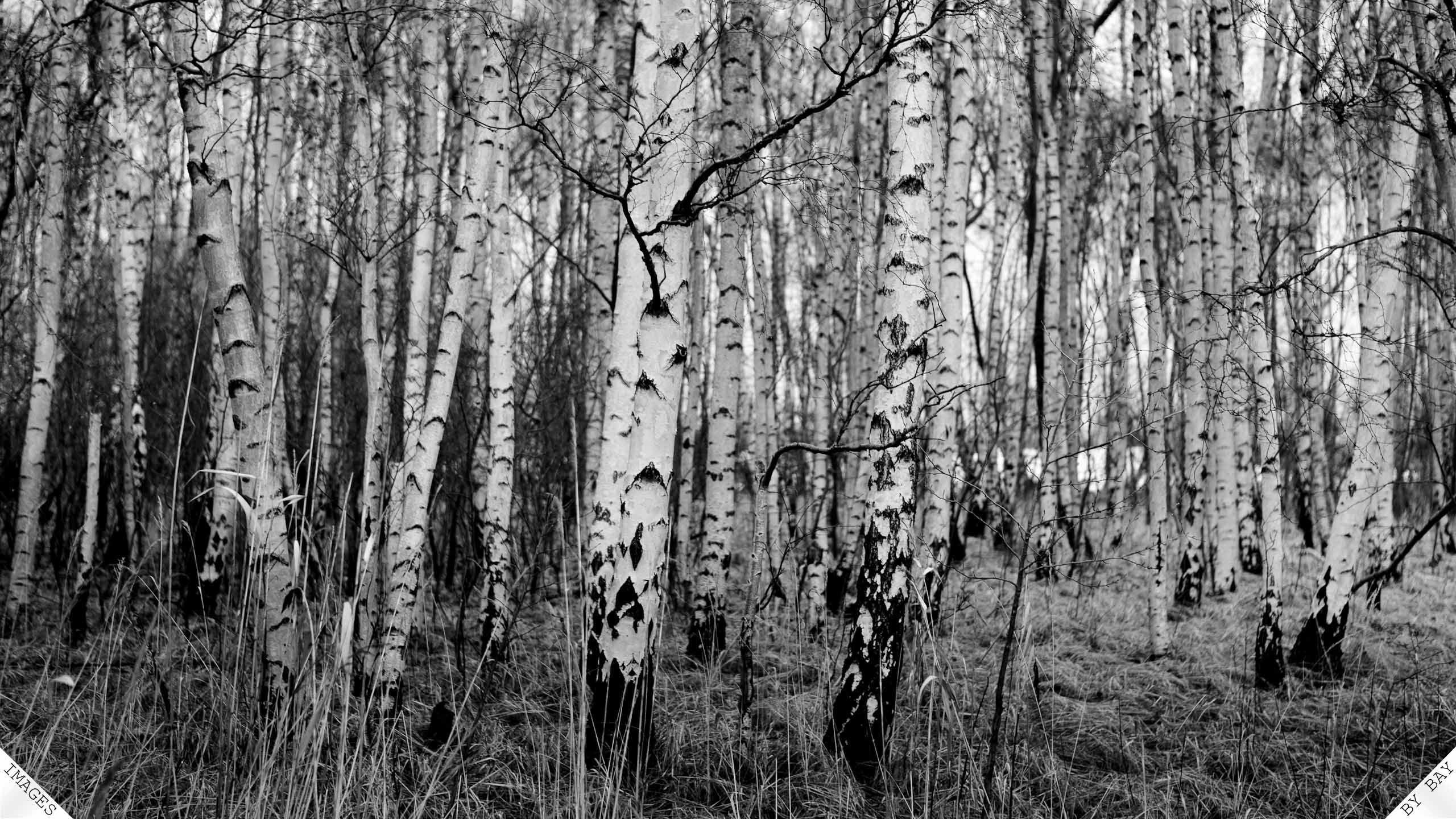 White Birch Wallpapers - Top Free White Birch Backgrounds - WallpaperAccess