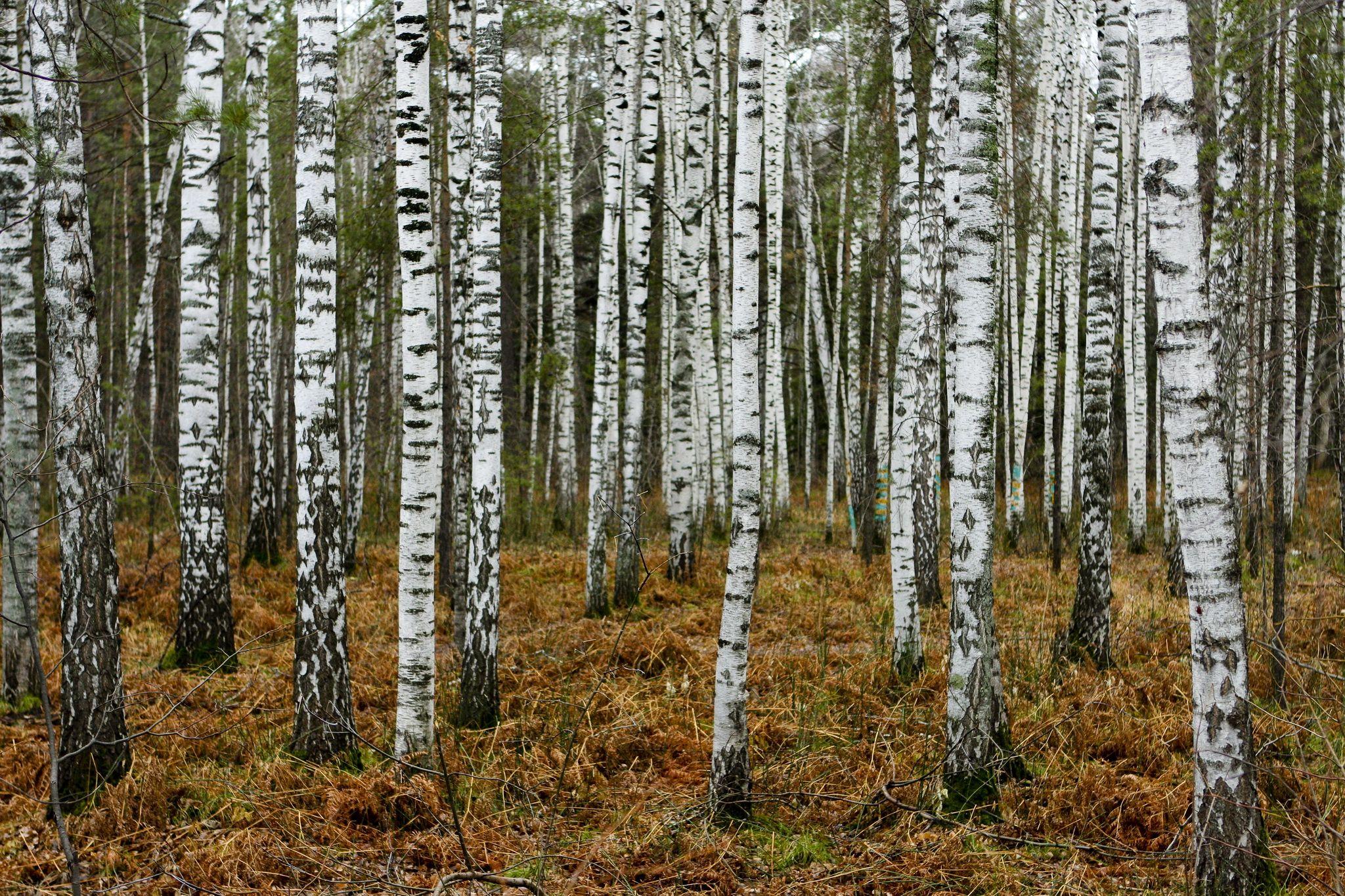 2048x1365 Birch Tree Background