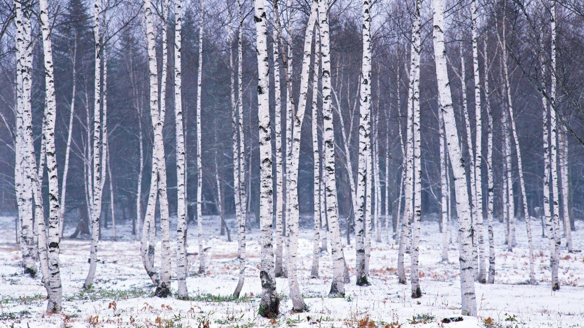 1920x1079 Cropped Birch Tree