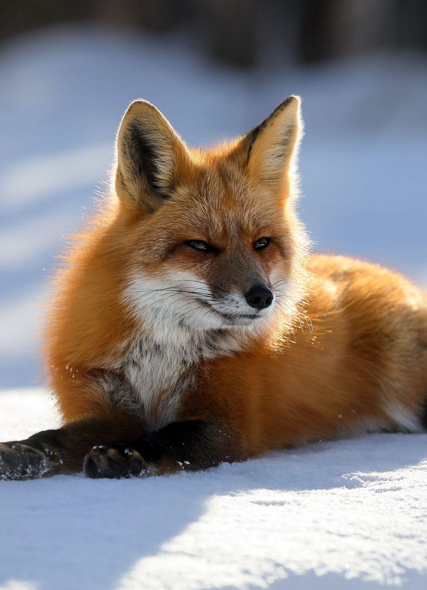 840x1160 Download 840x1160 wallpaper predator red fox animal 5k, iphone 4
