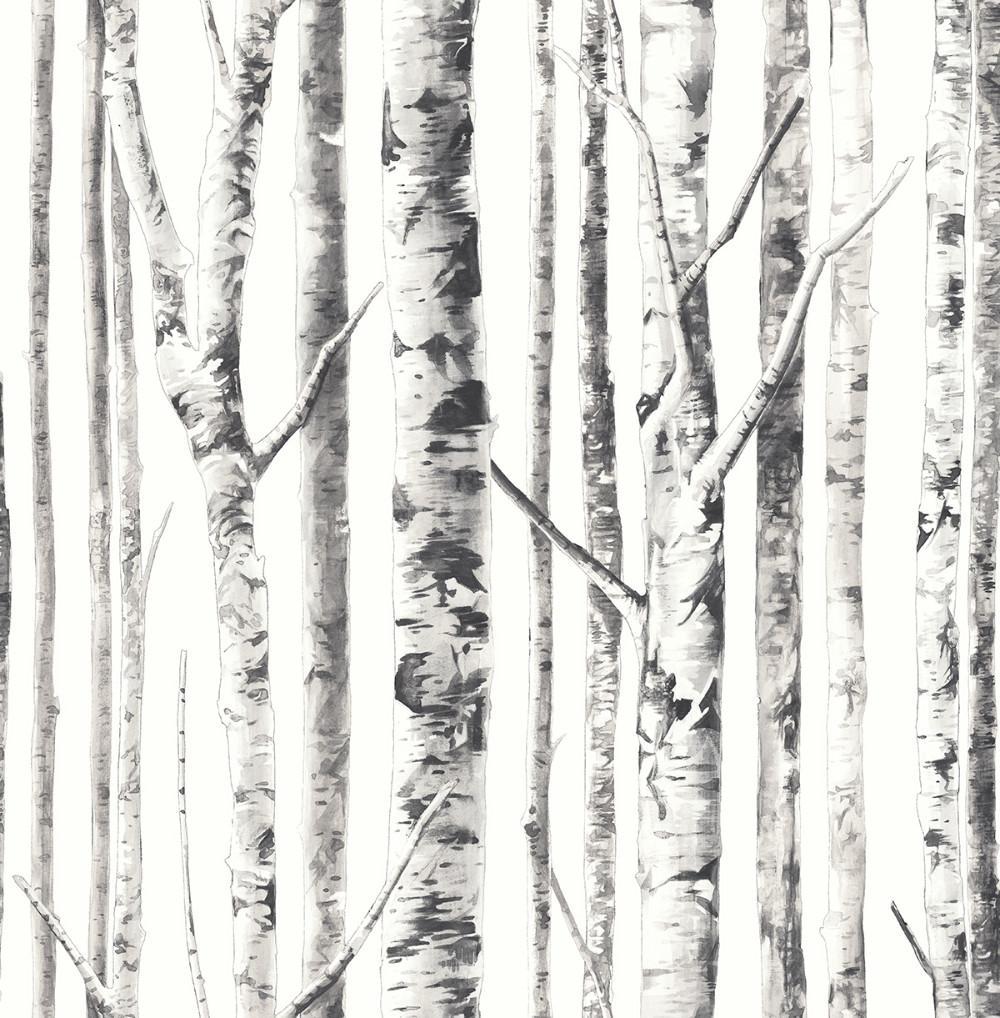 Birch Wallpapers - Top Free Birch Backgrounds - WallpaperAccess