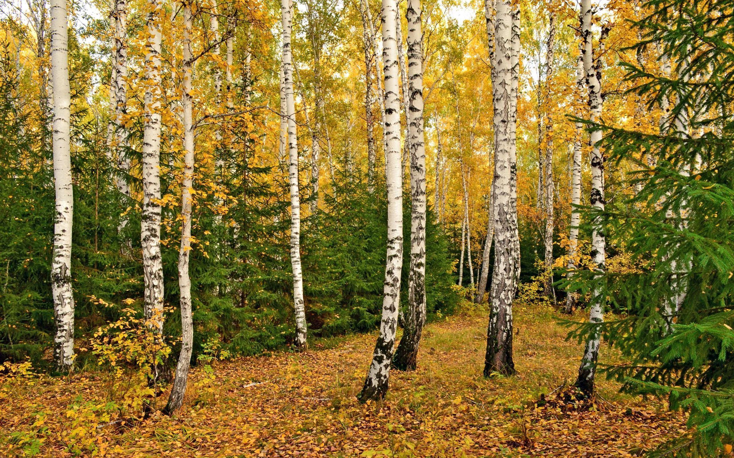 Birch Wallpapers - Top Free Birch Backgrounds - WallpaperAccess