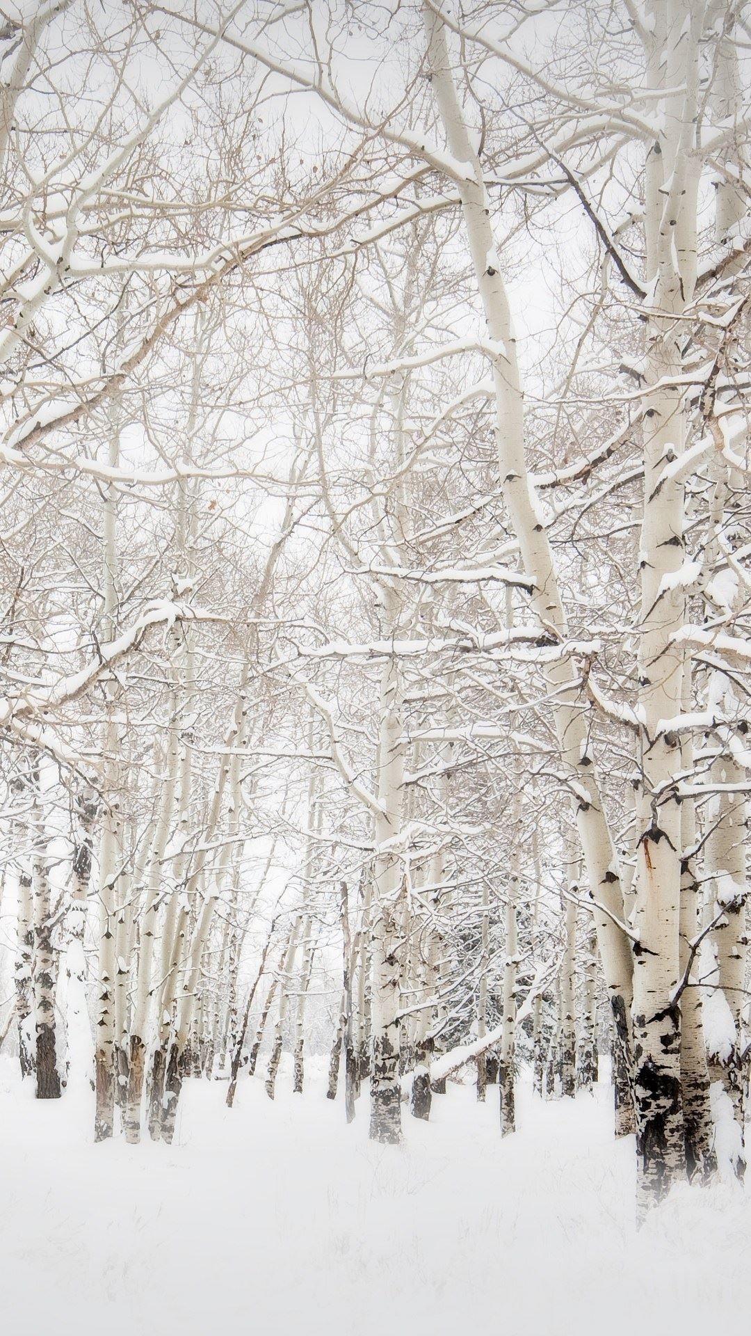 1080x1920 Birch Trees Winter Landscape #iPhone #plus #wallpaper. Winter
