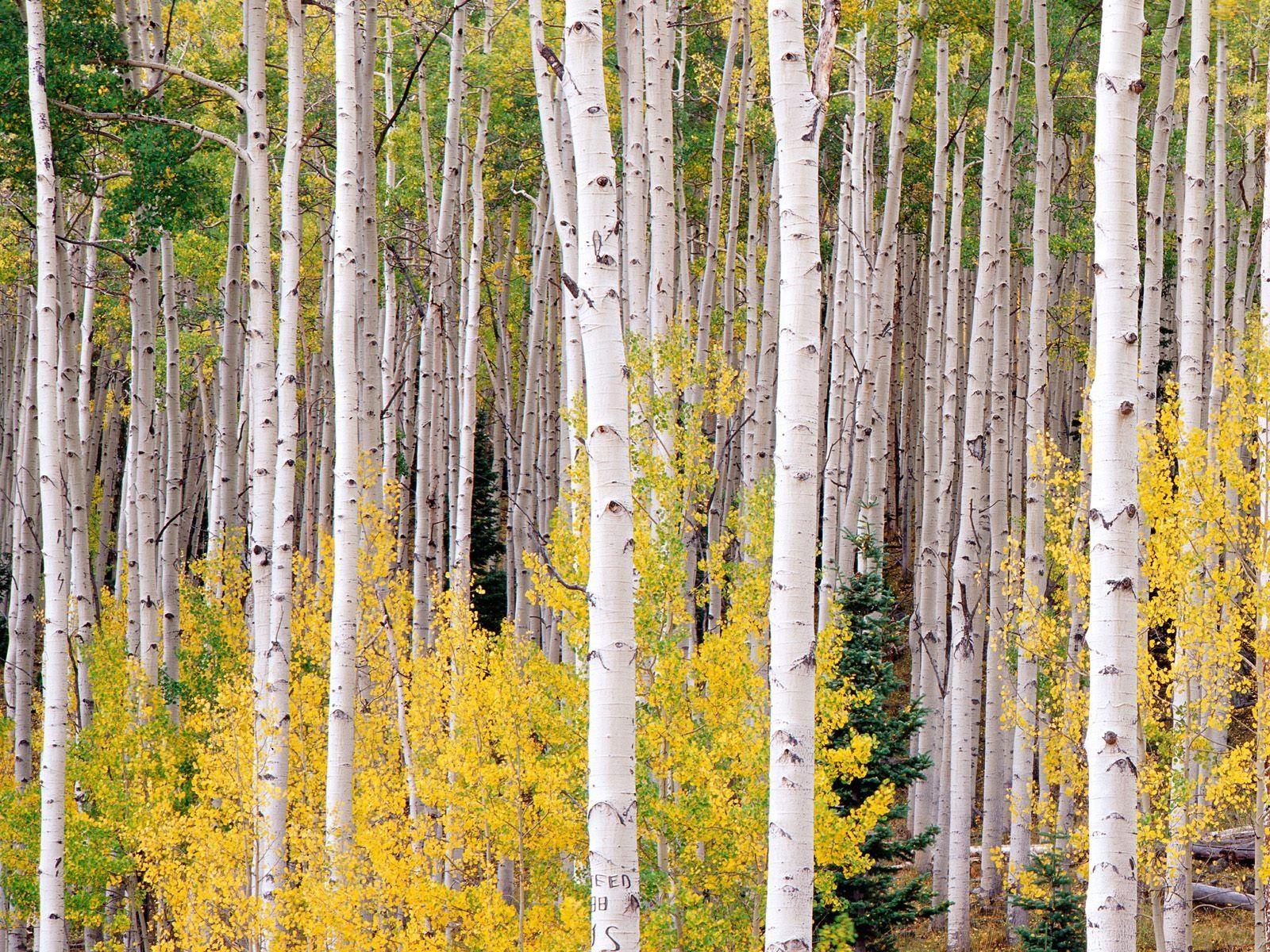 1600x1200 Download wallpaper 1600x1200 birch, trees, autumn HD background