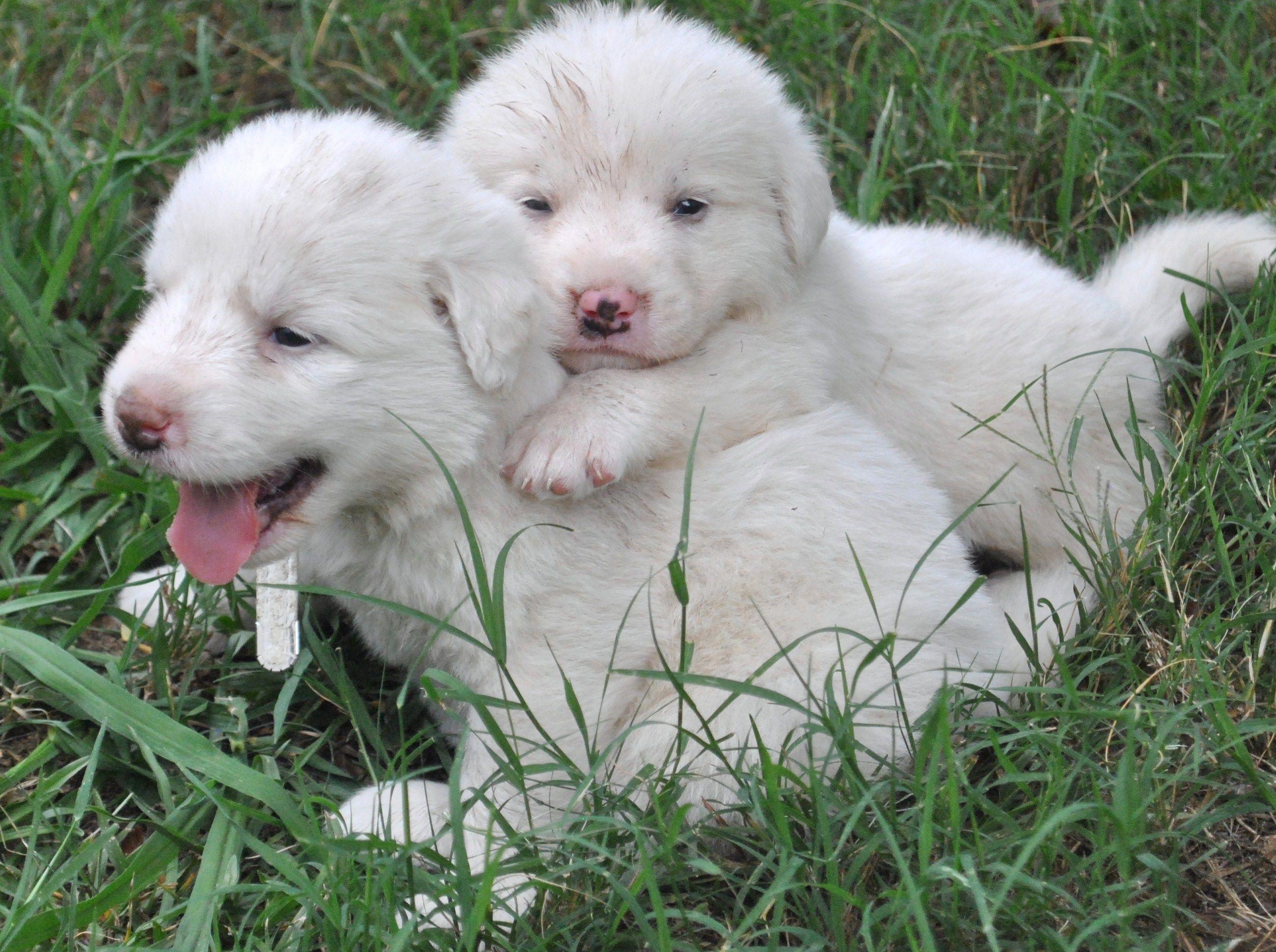 2600x1940 Great Pyrenees Dog pHOTO. Great Pyrenees puppies photo