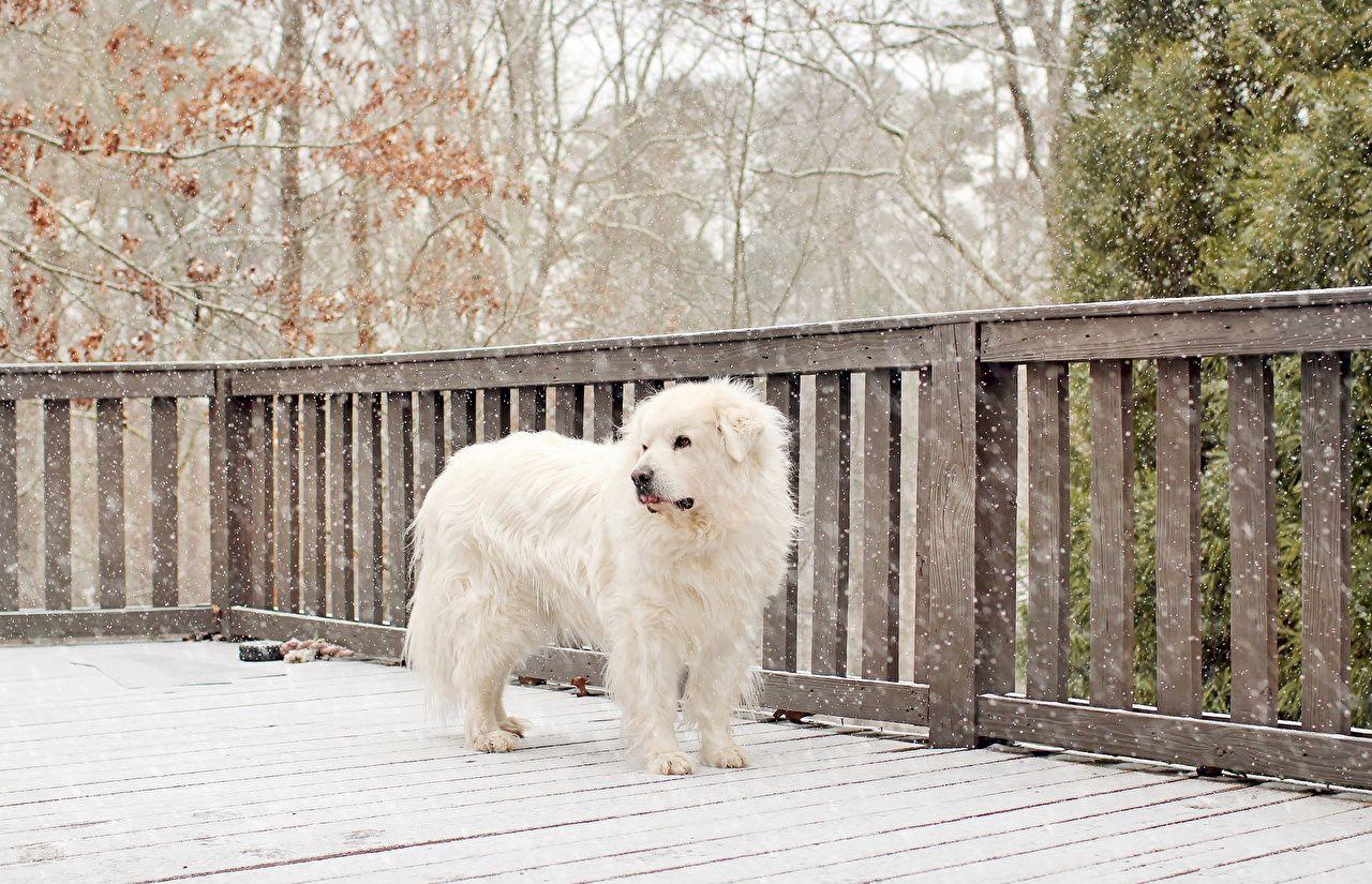 1280x825 Desktop Wallpaper Dogs Great Pyrenees Snow Fence animal